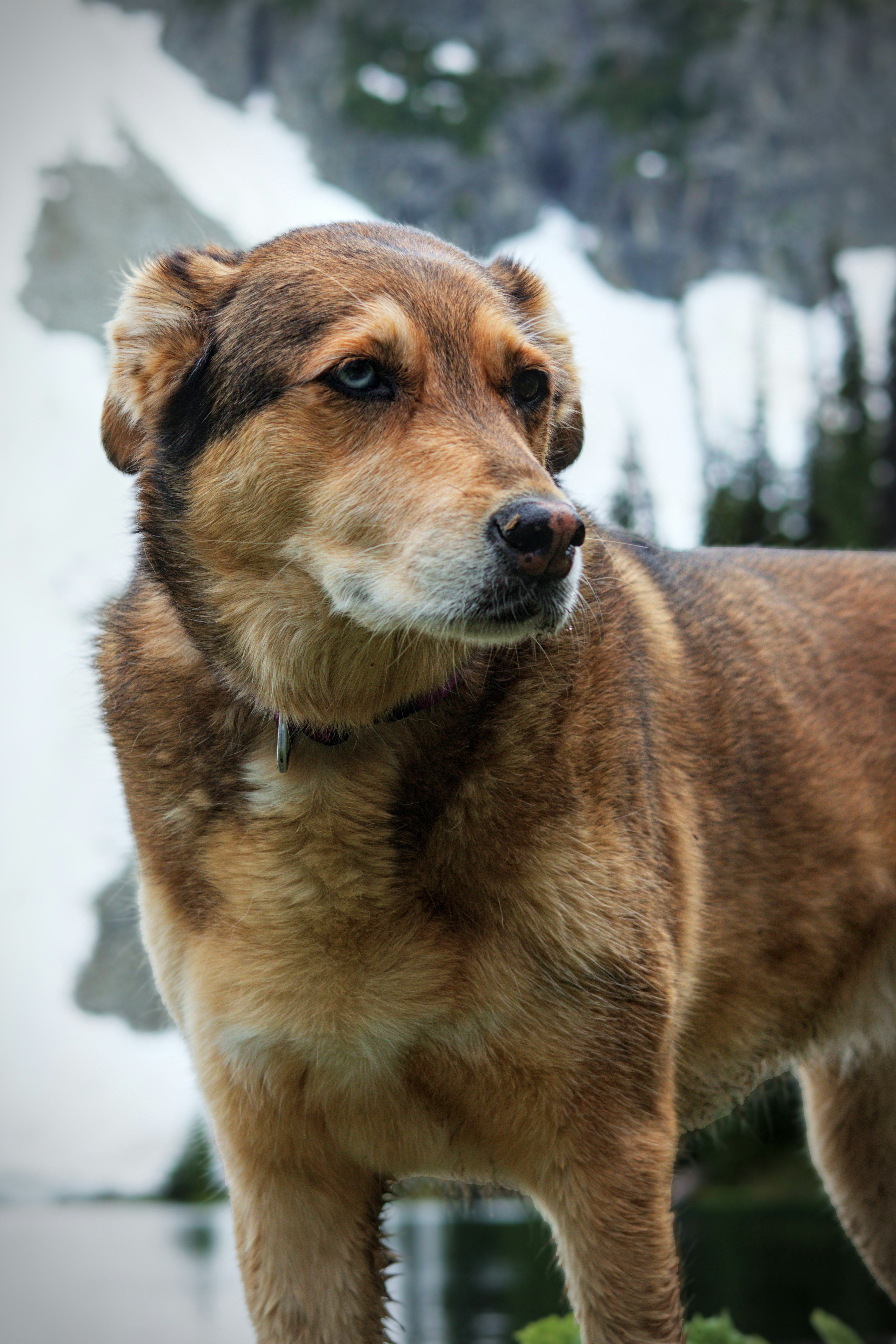 Un perro marrón con ojos azules se encuentra frente a montañas nevadas