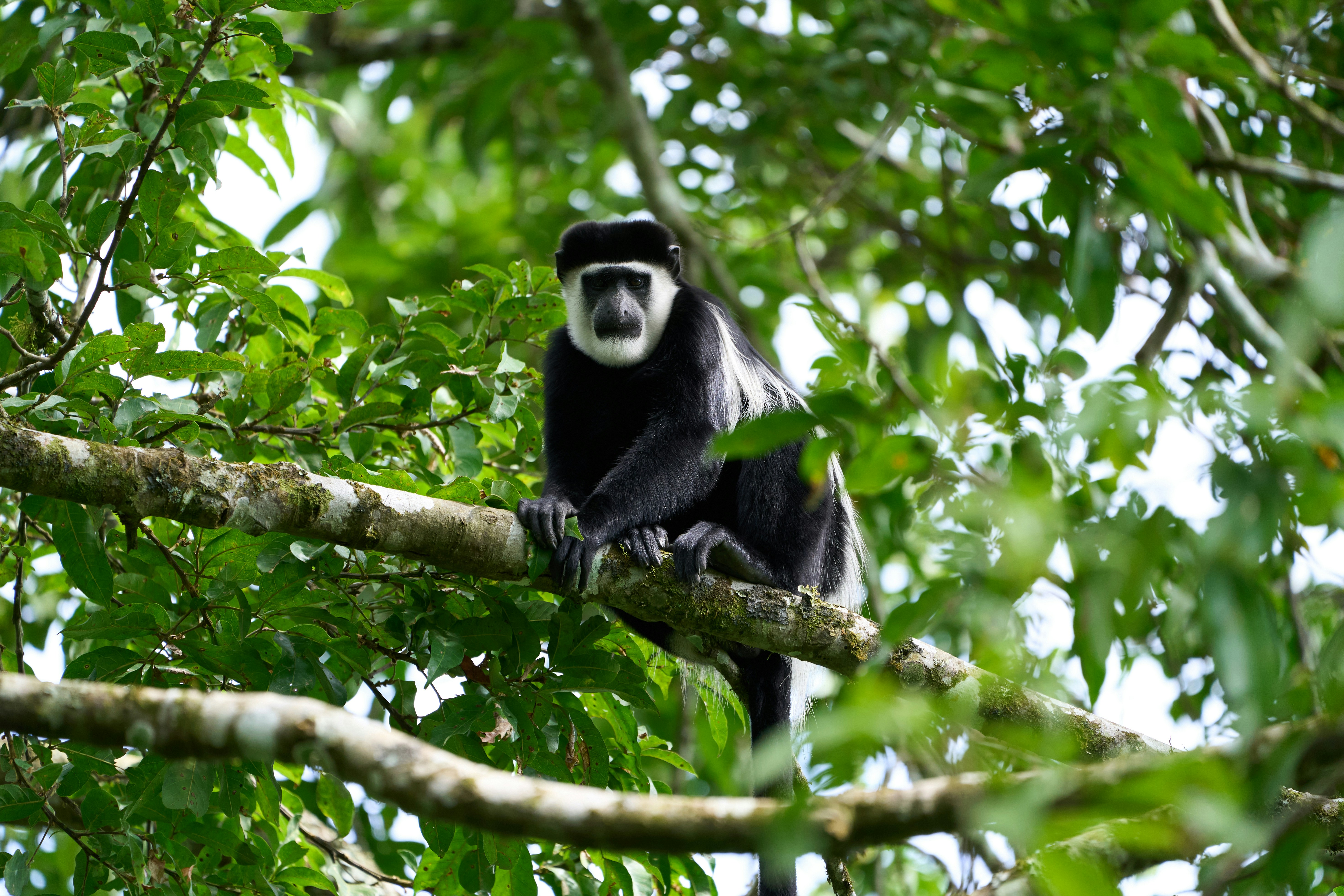 Colobus Monkey Conservation in Kenya