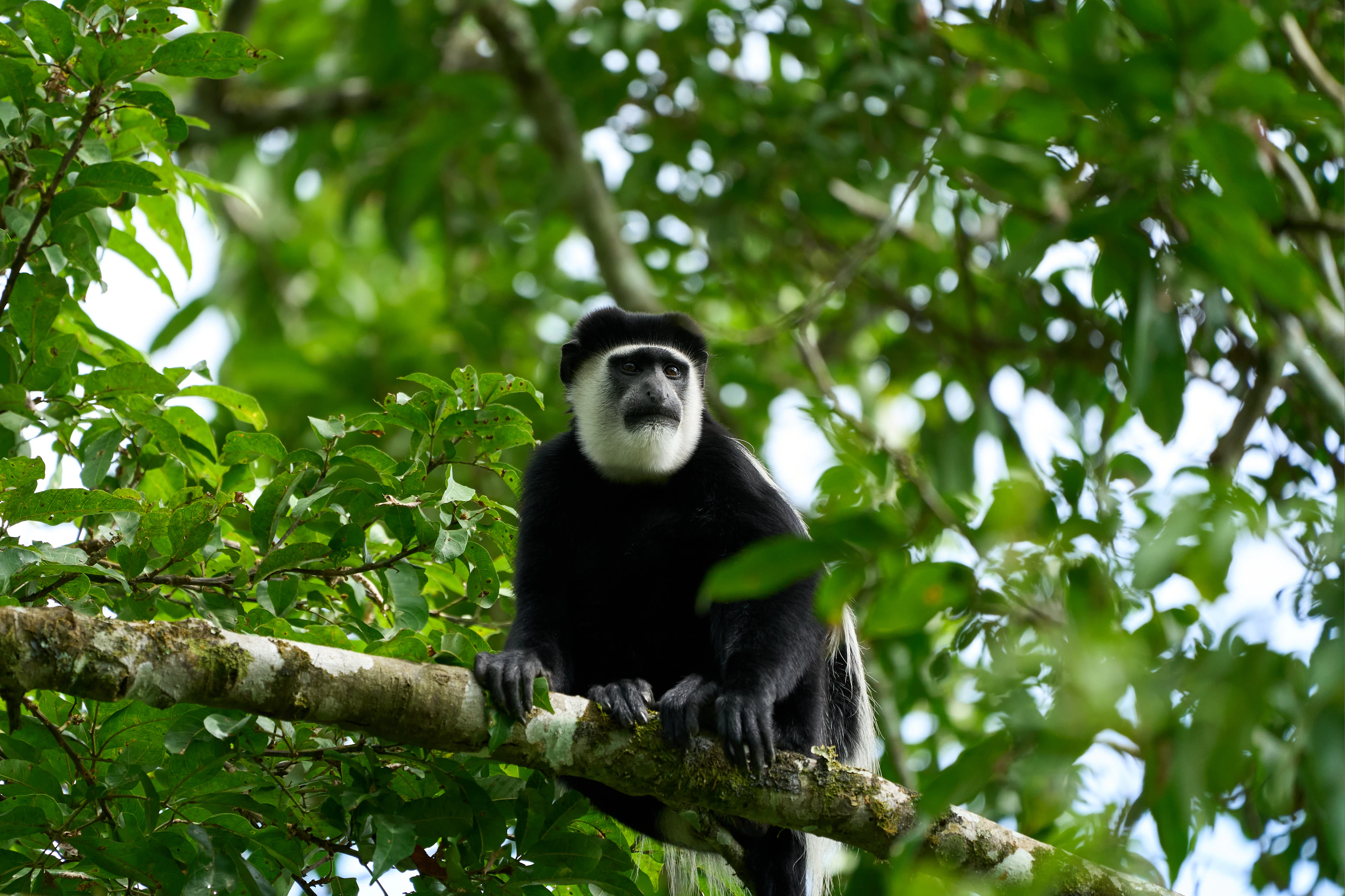 Black-and-white colobus monkey perched in a tree