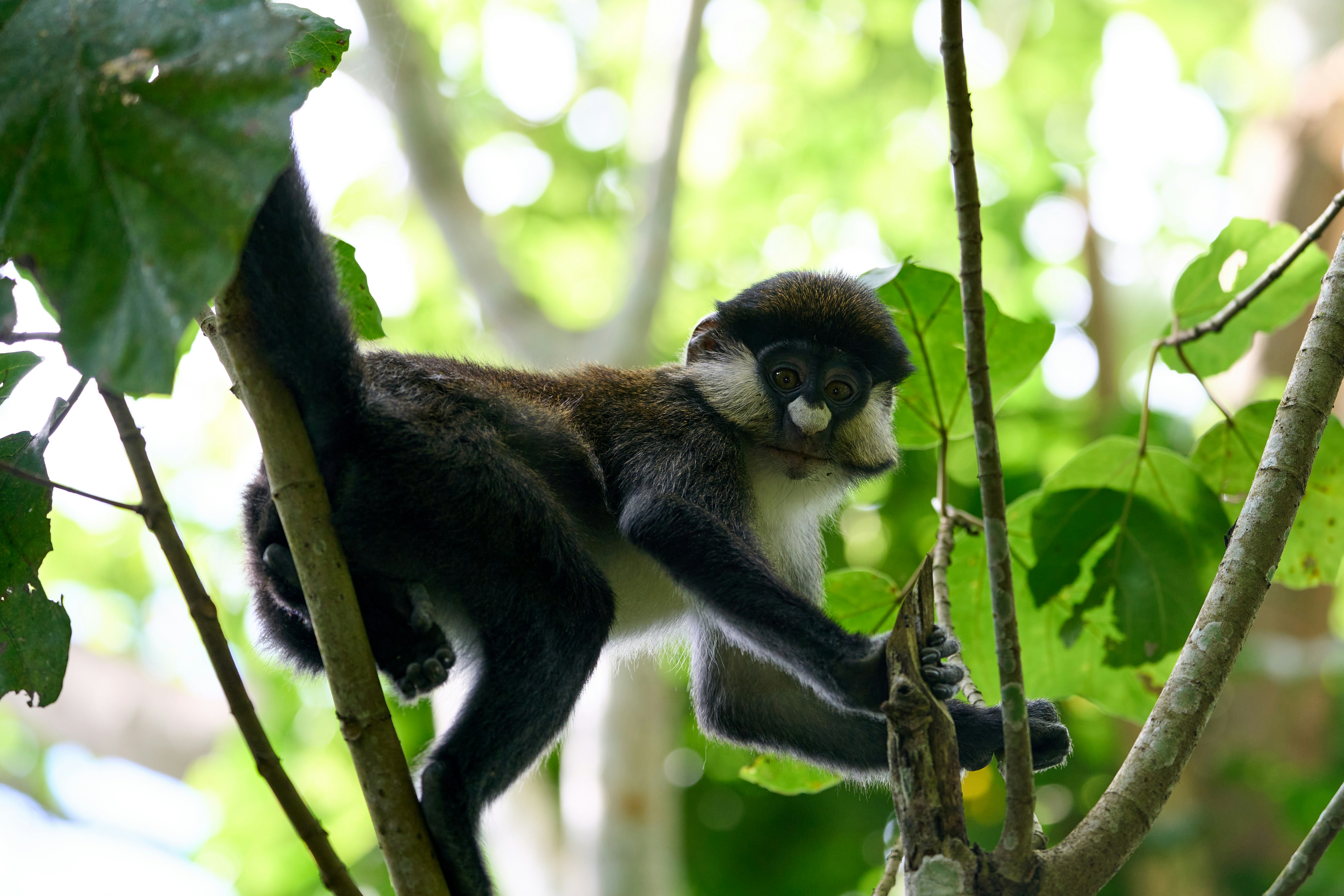 A monkey climbing through green tree branches