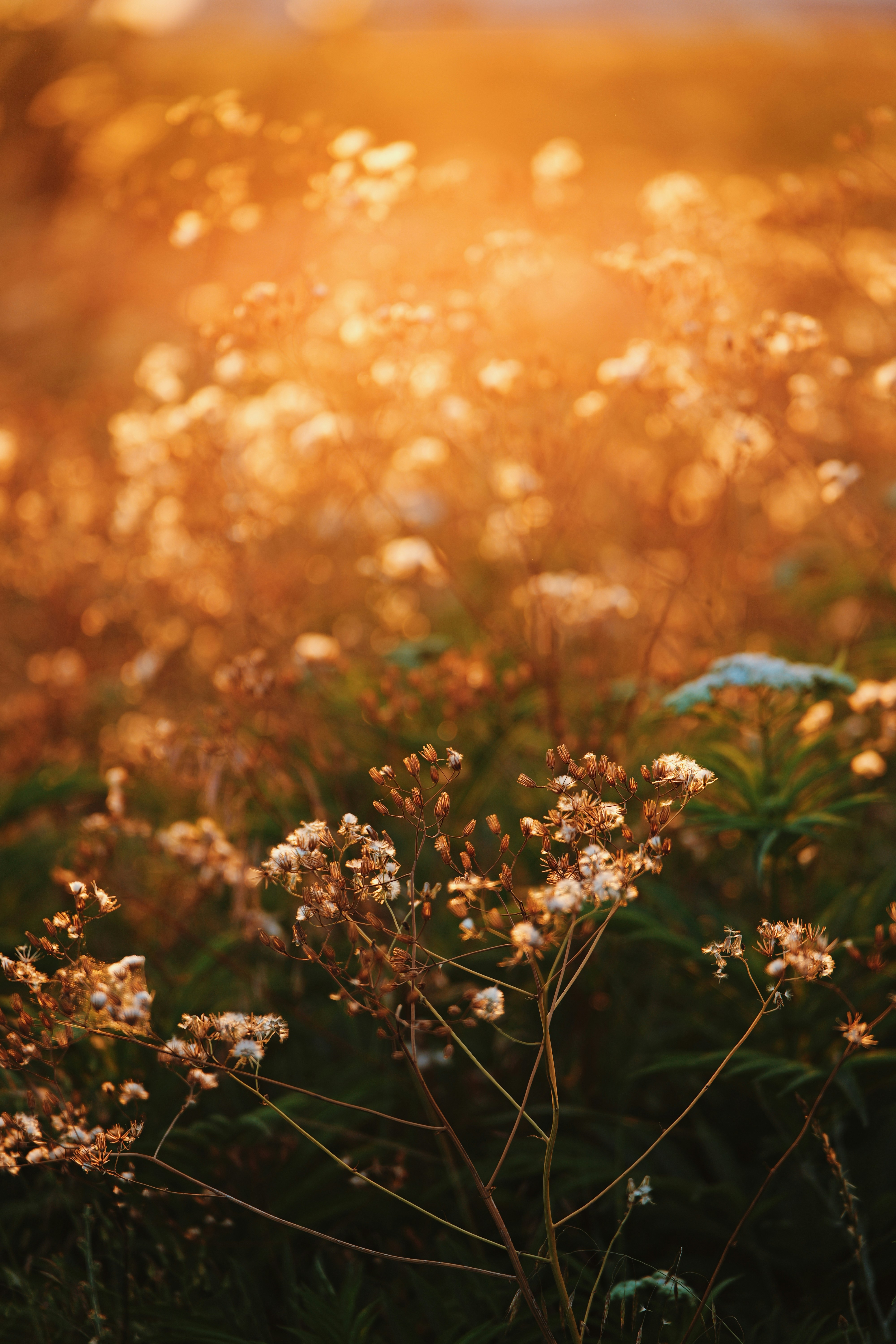 Ein Feld voller Wildblumen, das im warmen, goldenen Sonnenlicht leuchtet.