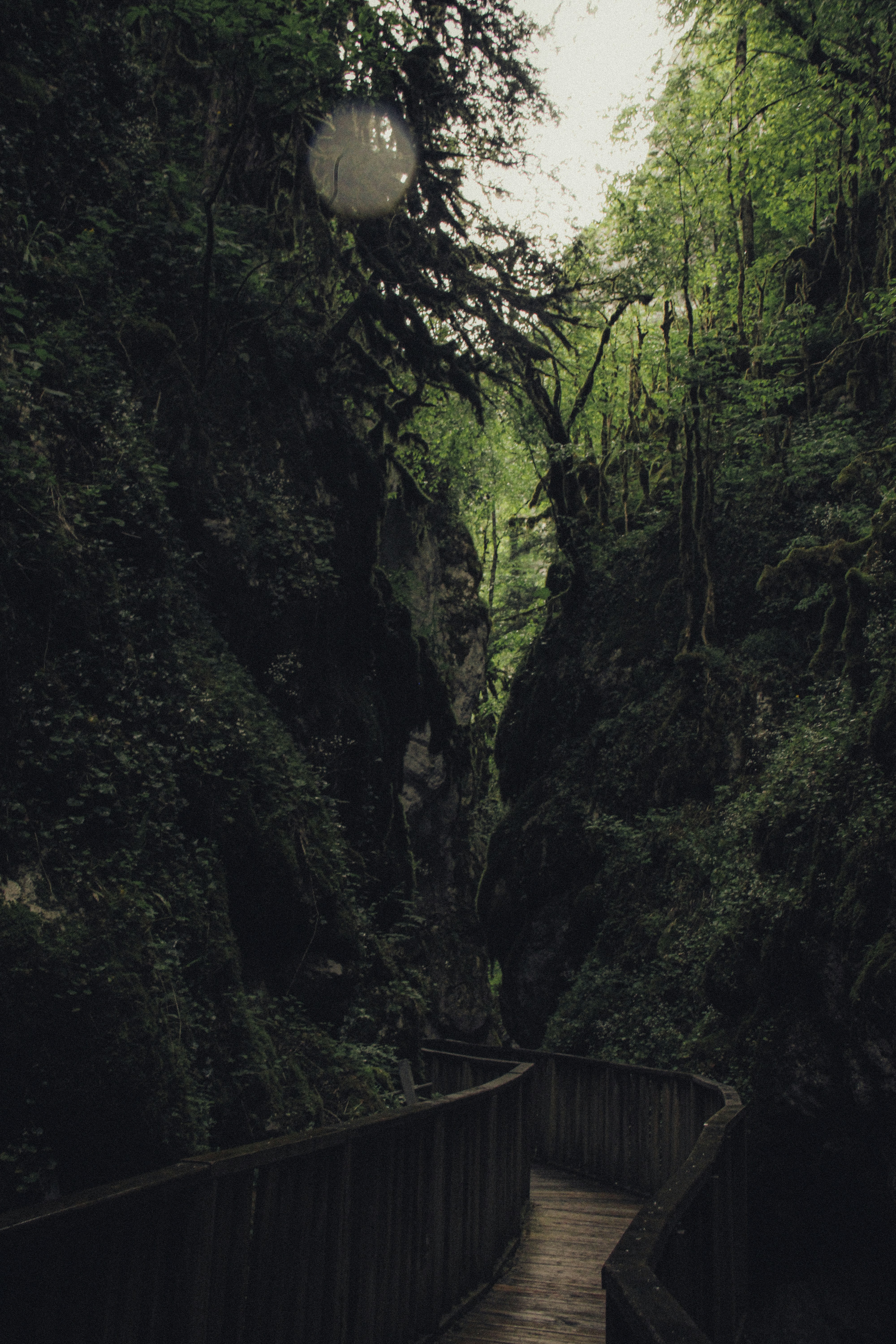 A wooden boardwalk winds through a dark, lush forest canyon.