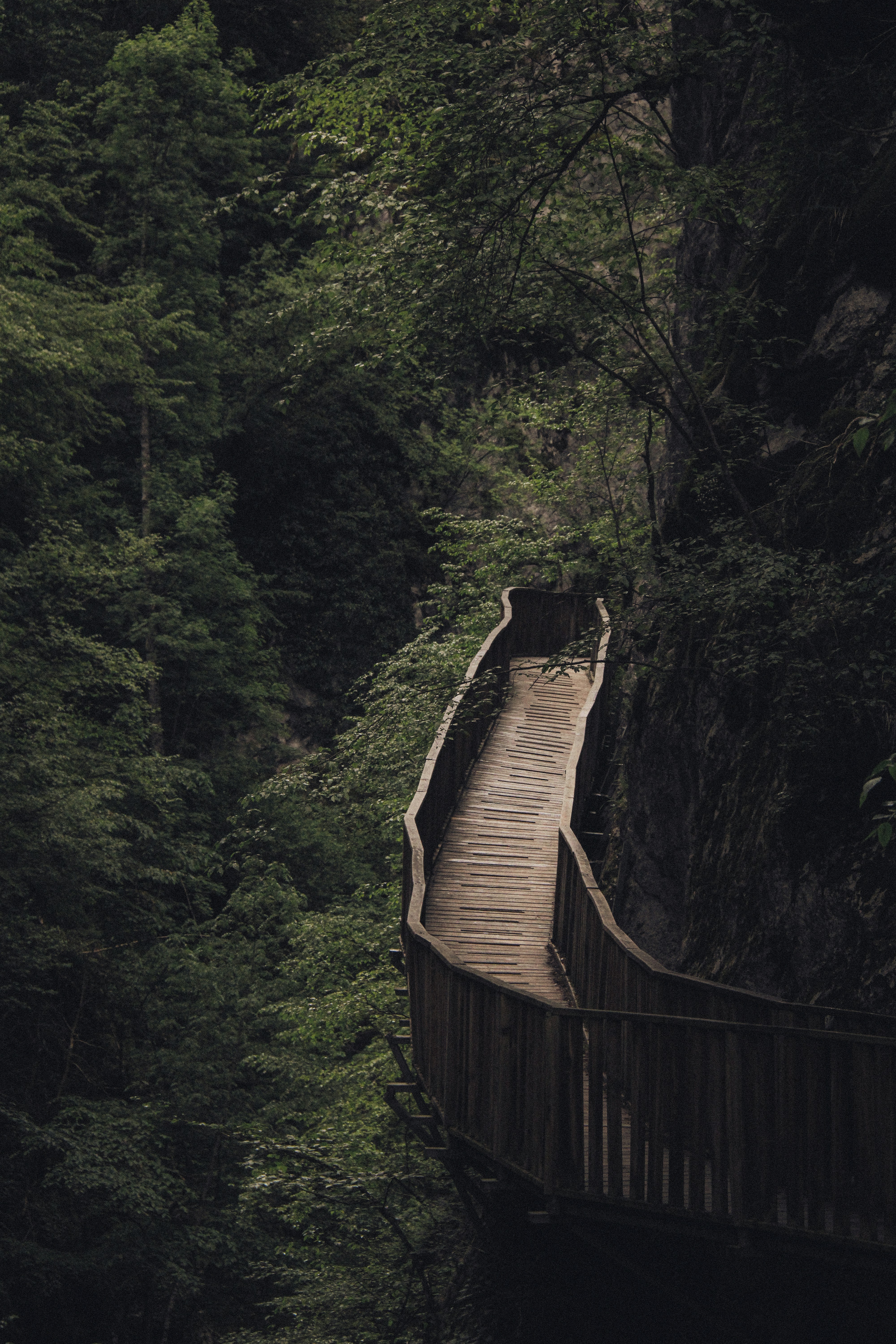 A wooden walkway winds through a dark, dense forest.