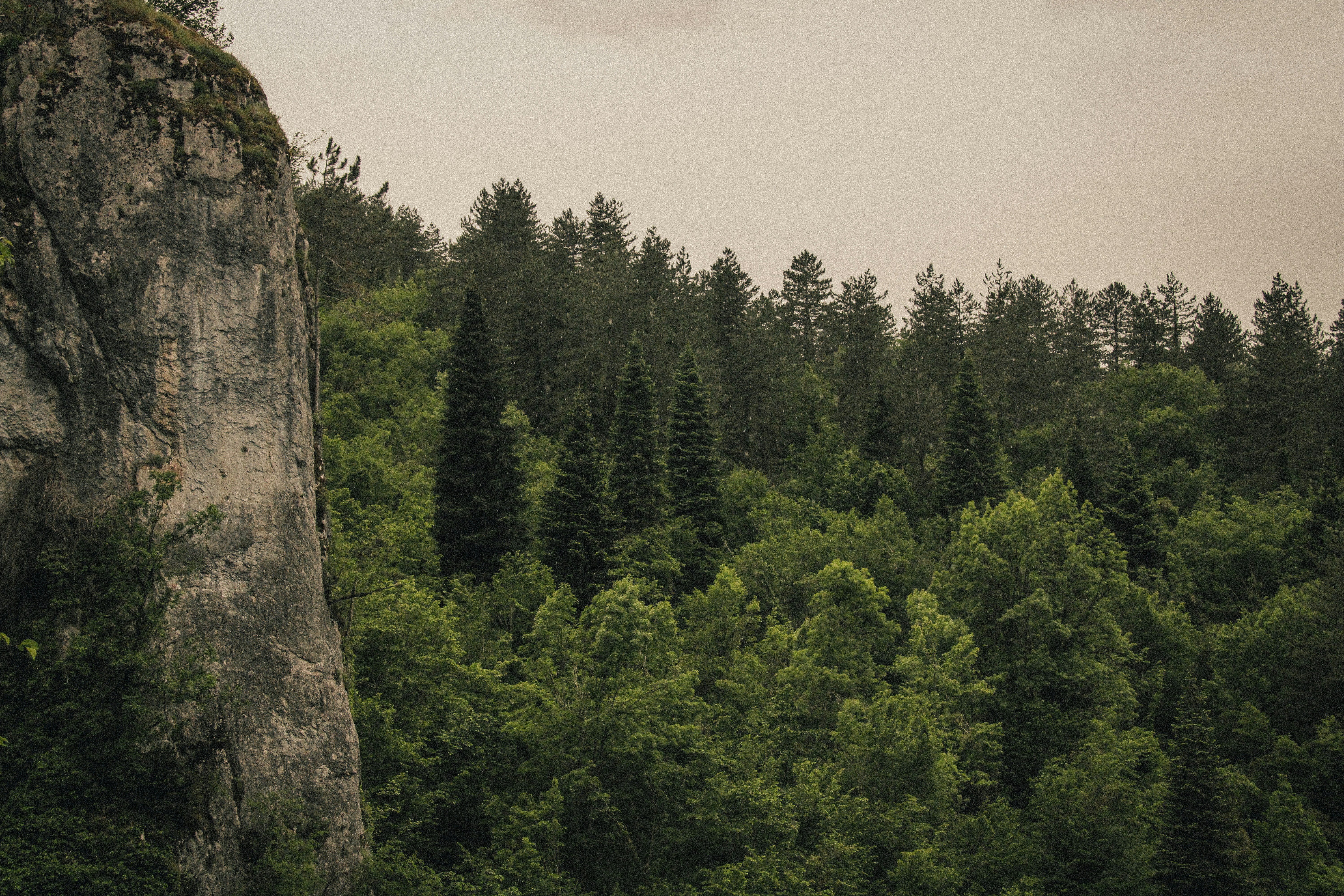 A tall rock cliff next to a dense green forest.