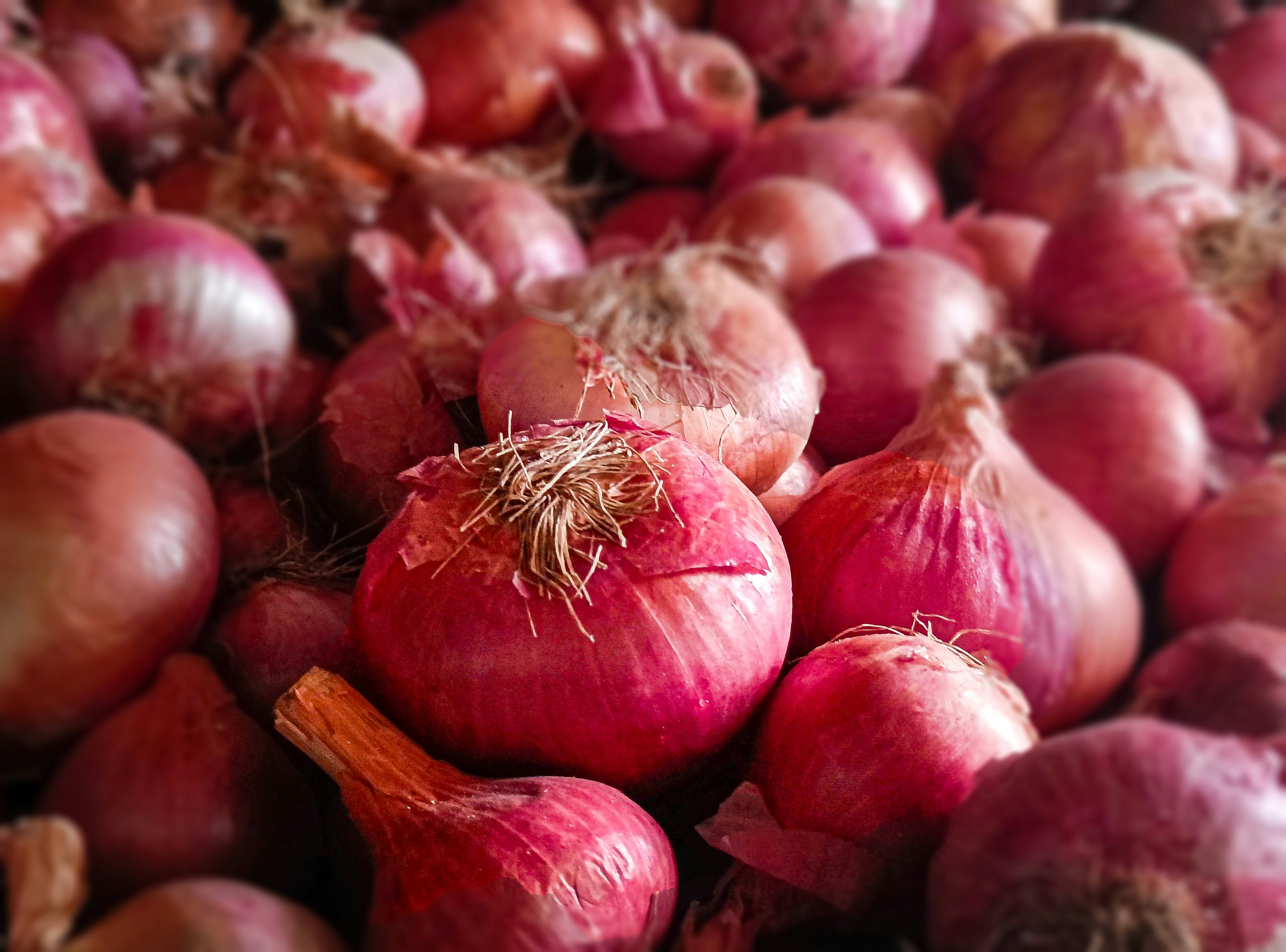 Gambar sampul Modal Racikan Pupuk Silika, Hasil Panen Bawang Merah Ini Bisa Melonjak Sampai 70%
