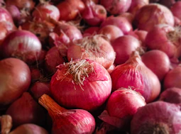 A large pile of red onions with roots visible