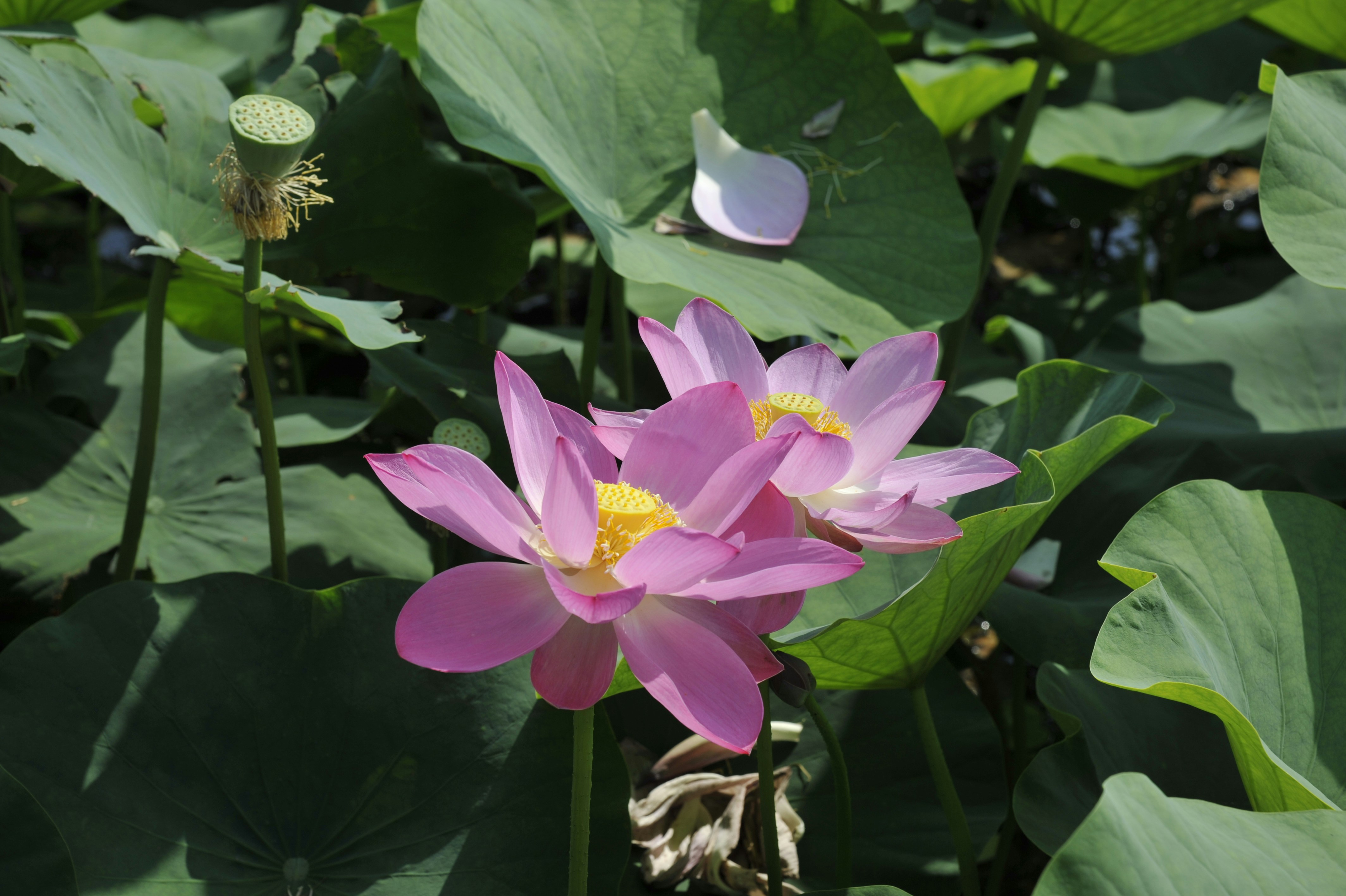 Two pink lotus flowers blooming among green leaves - Free Photo on Unsplash