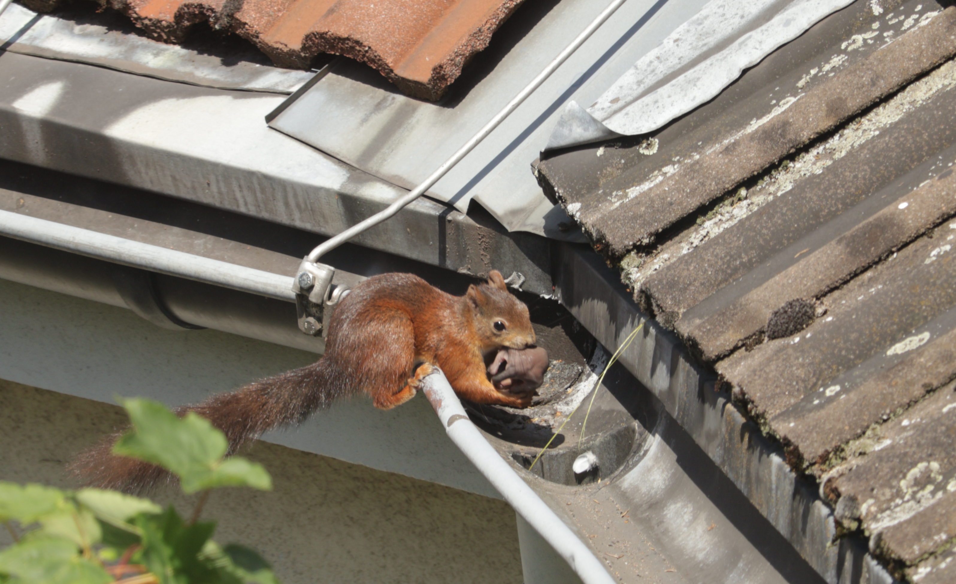 A red squirrel on a gutter holding a nut