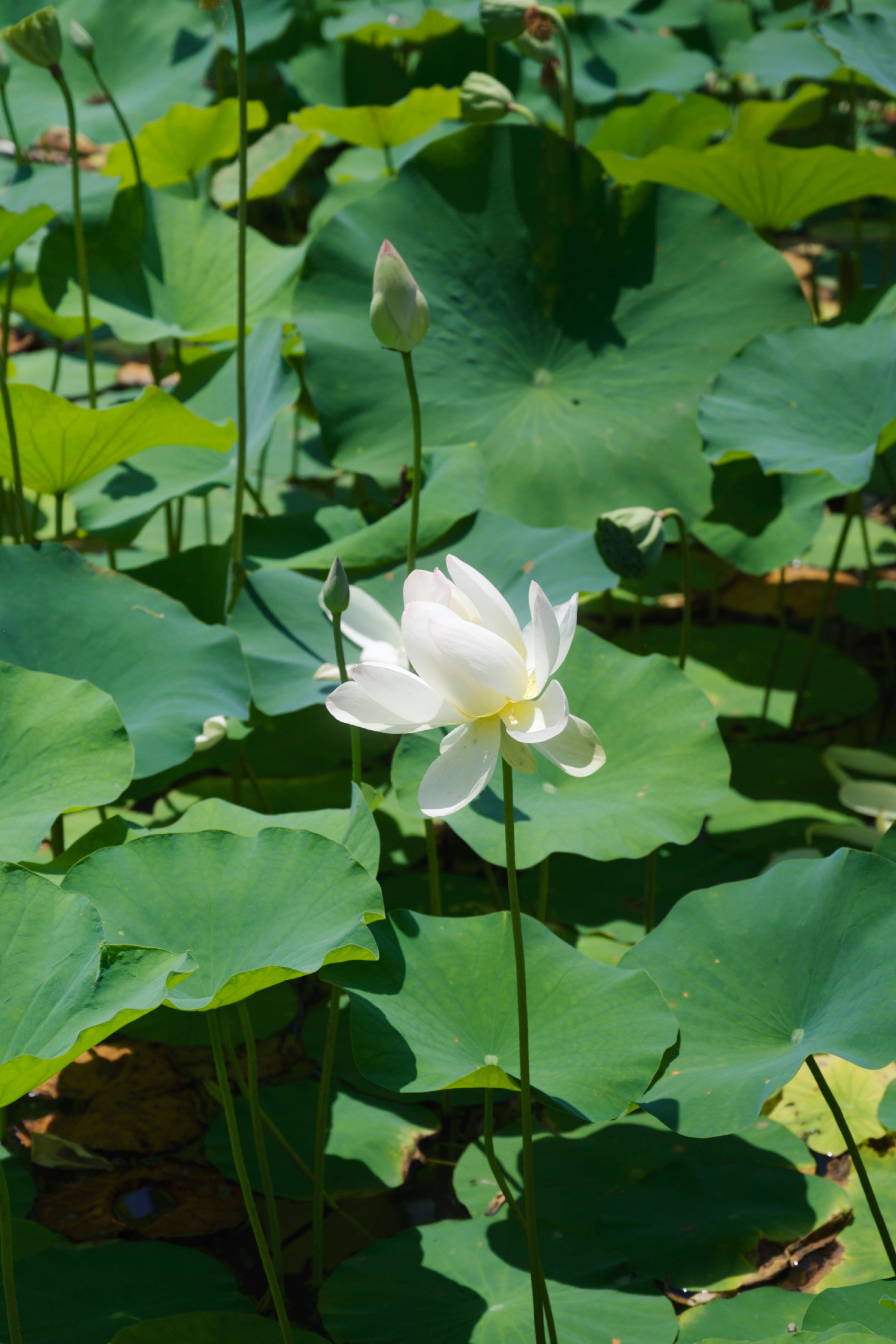 Weiße Lotusblüte, die zwischen grünen Seerosen blüht