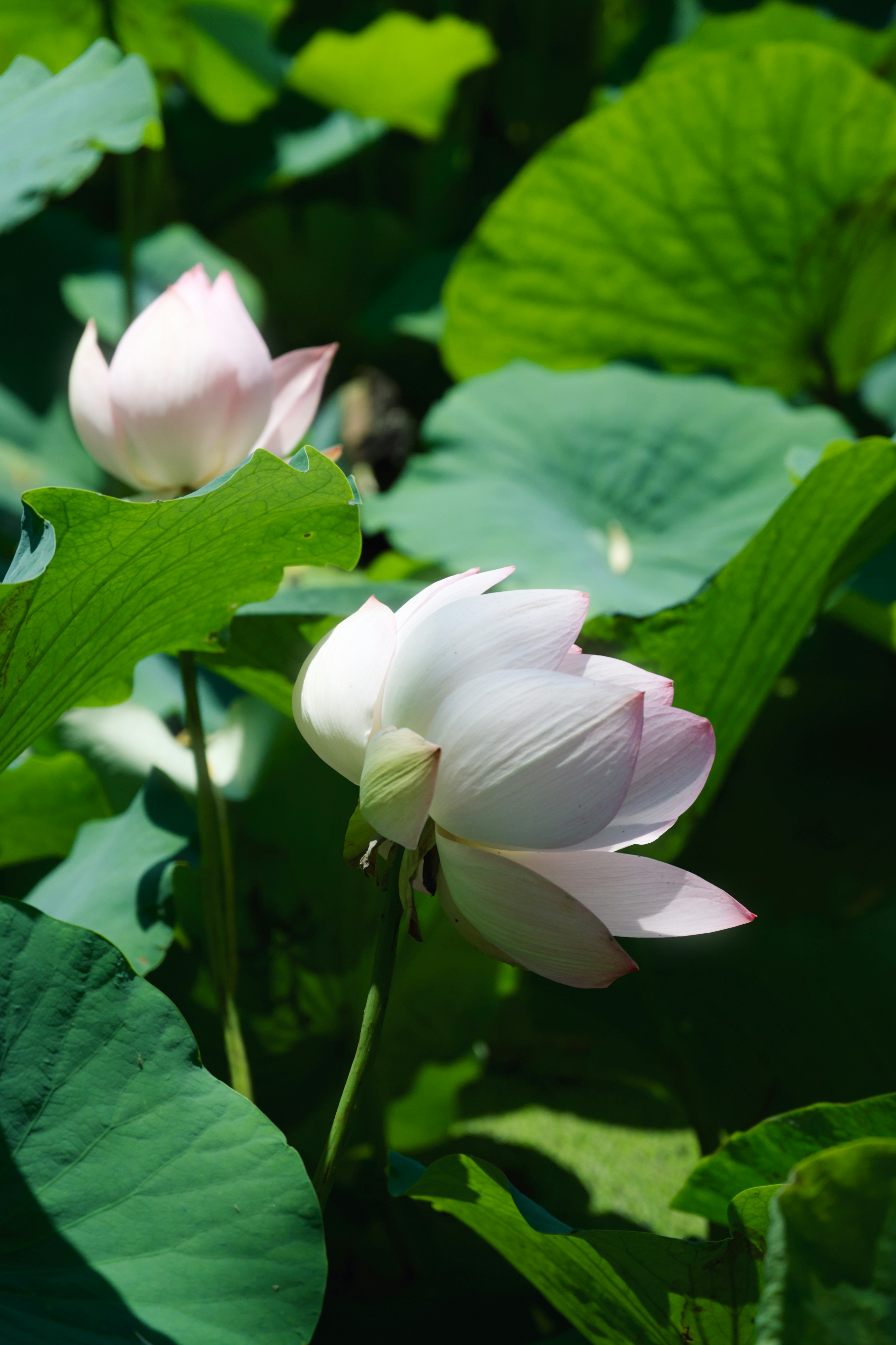 Zwei rosa Lotusblumen zwischen grünen Blättern