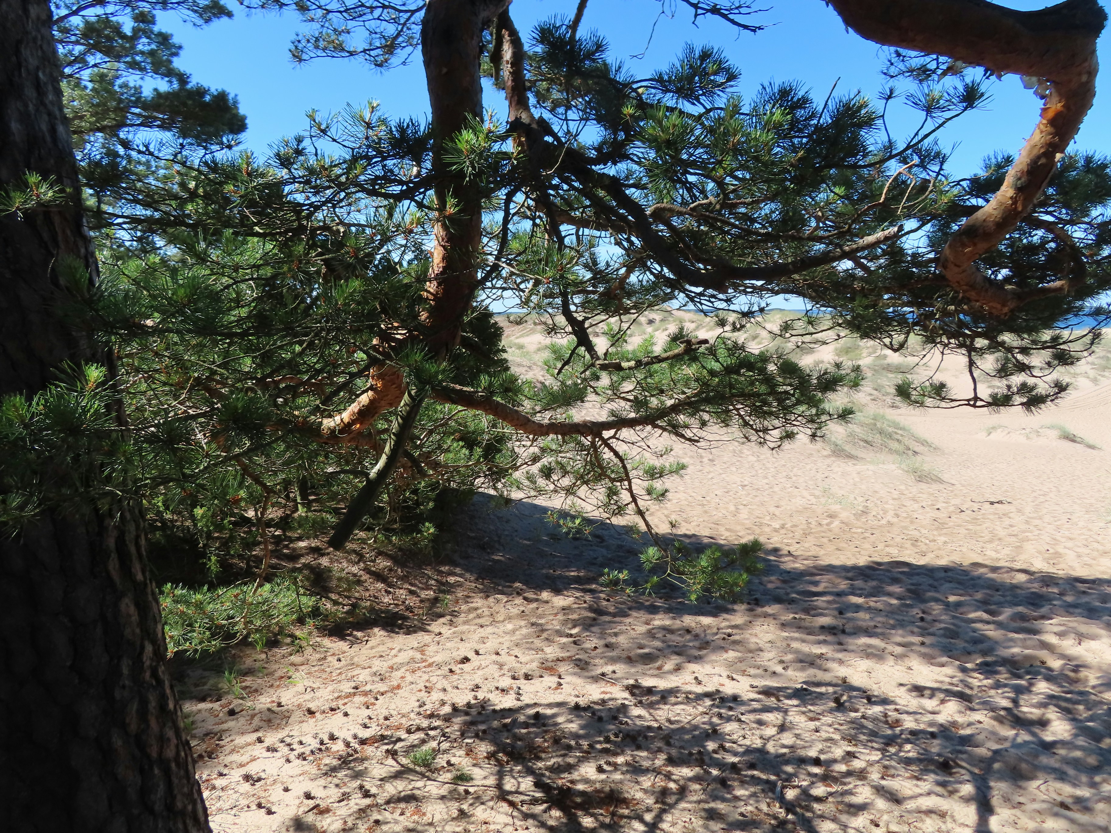 Pine trees overlooking sandy dunes under a clear blue sky