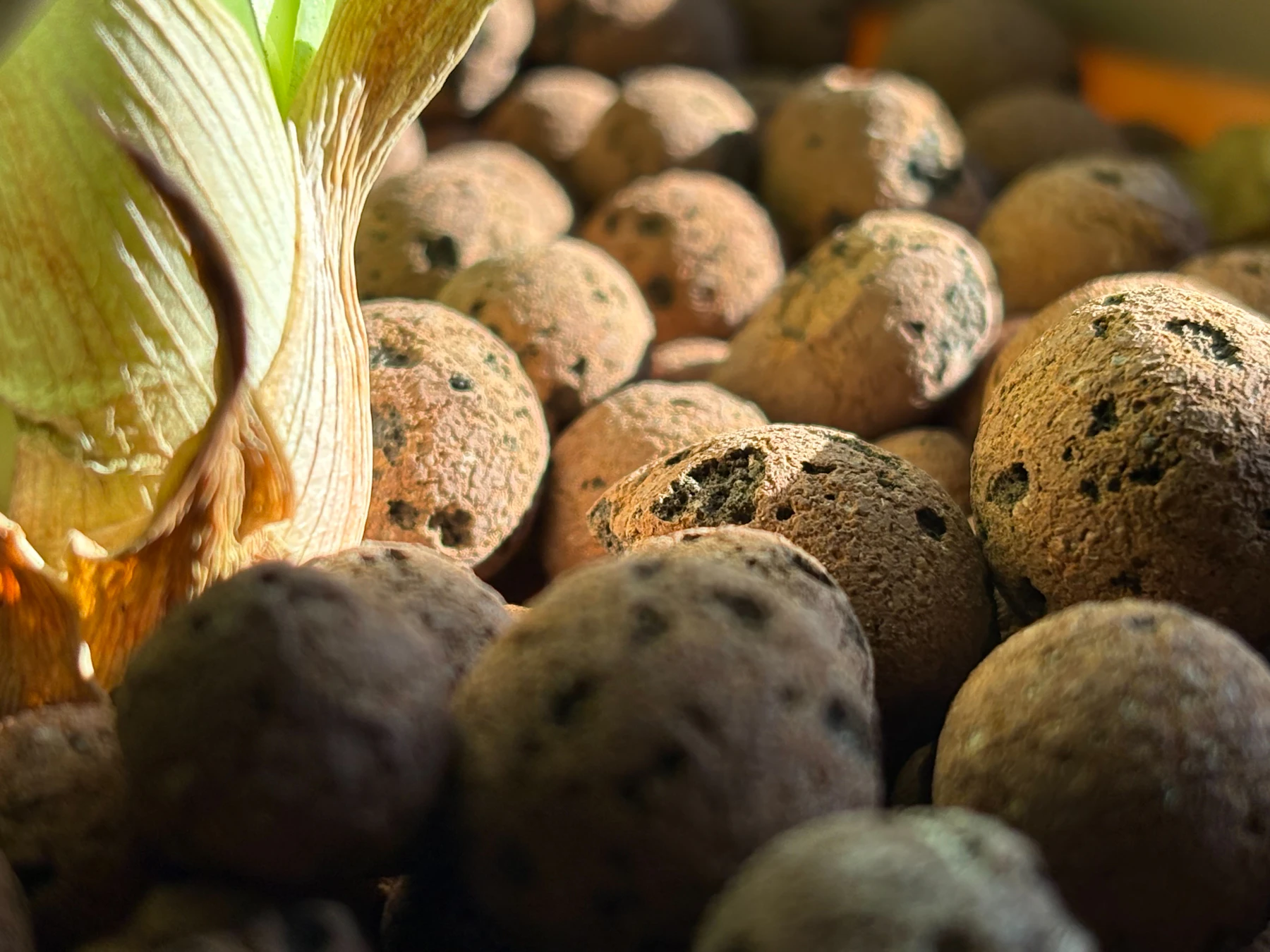 A close-up of porous brown expanded clay pebbles around the base of a plant