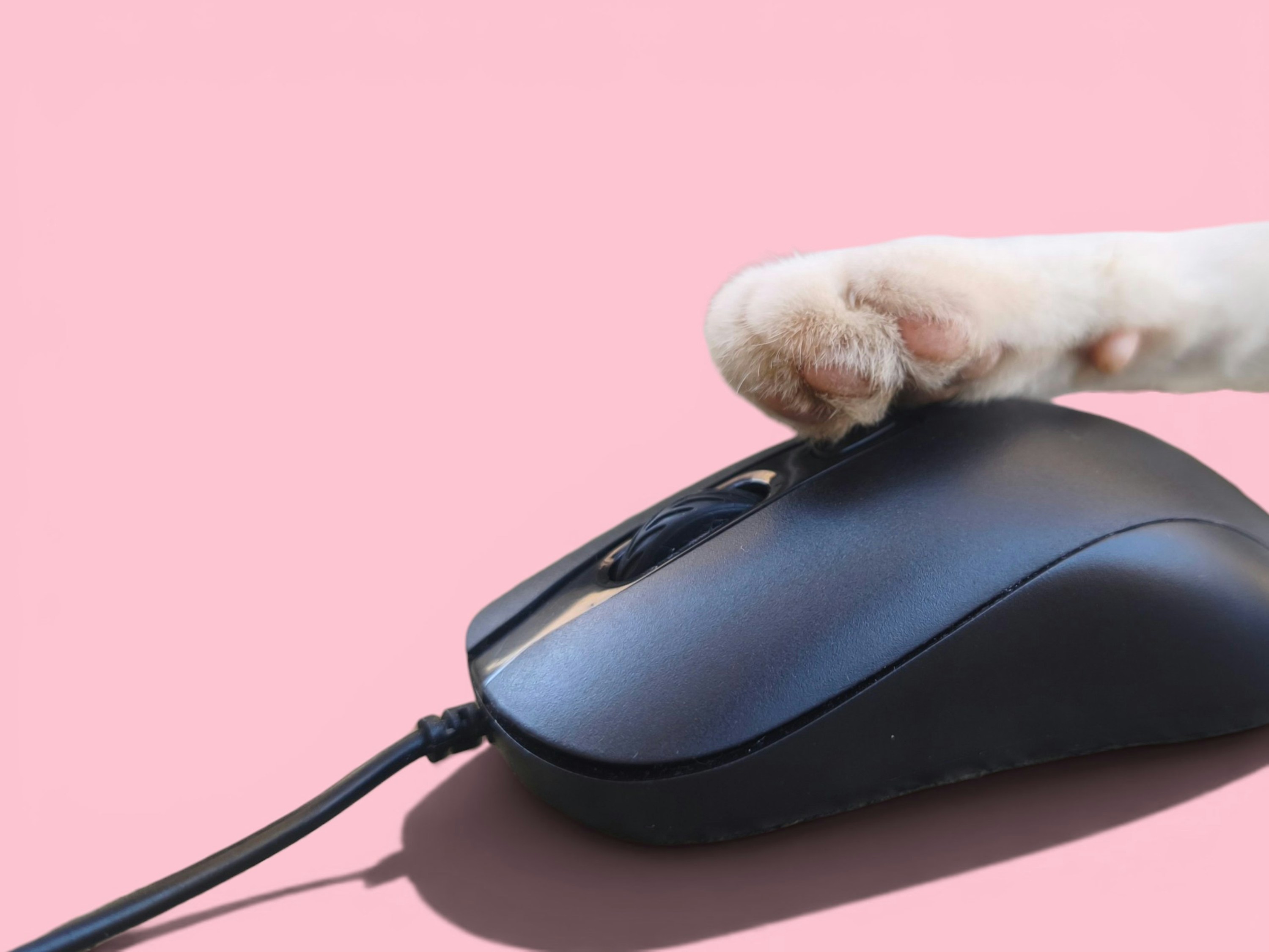 Cakar kucing bertumpu pada mouse komputer hitam.