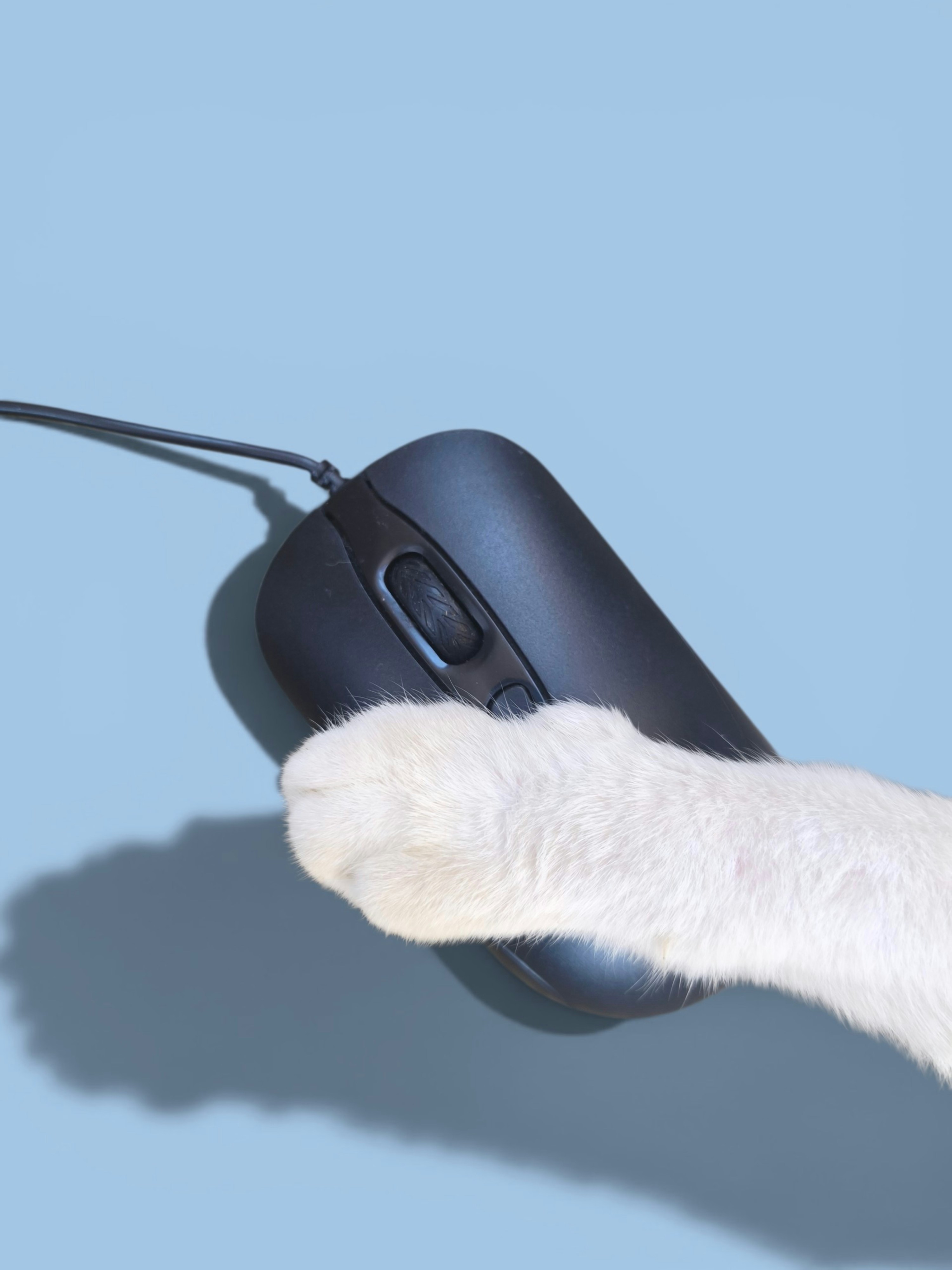 A white cat's paw resting on a black computer mouse