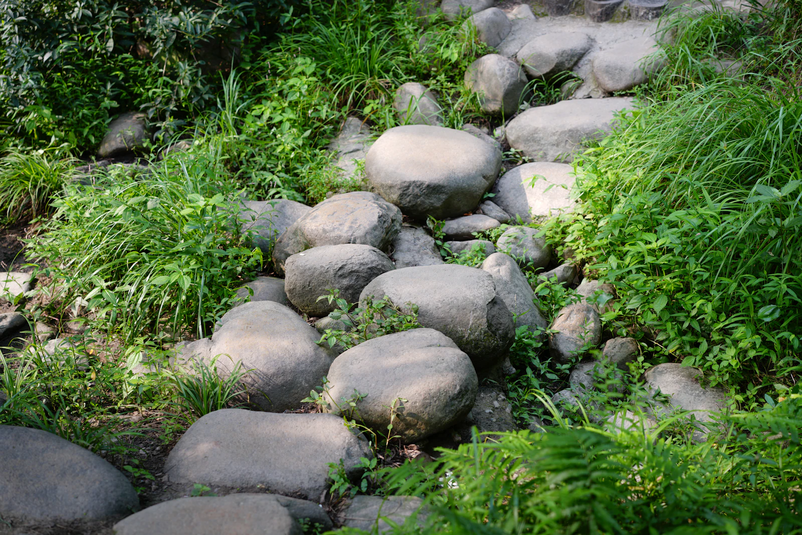 A path of large stones winding through lush green foliage.