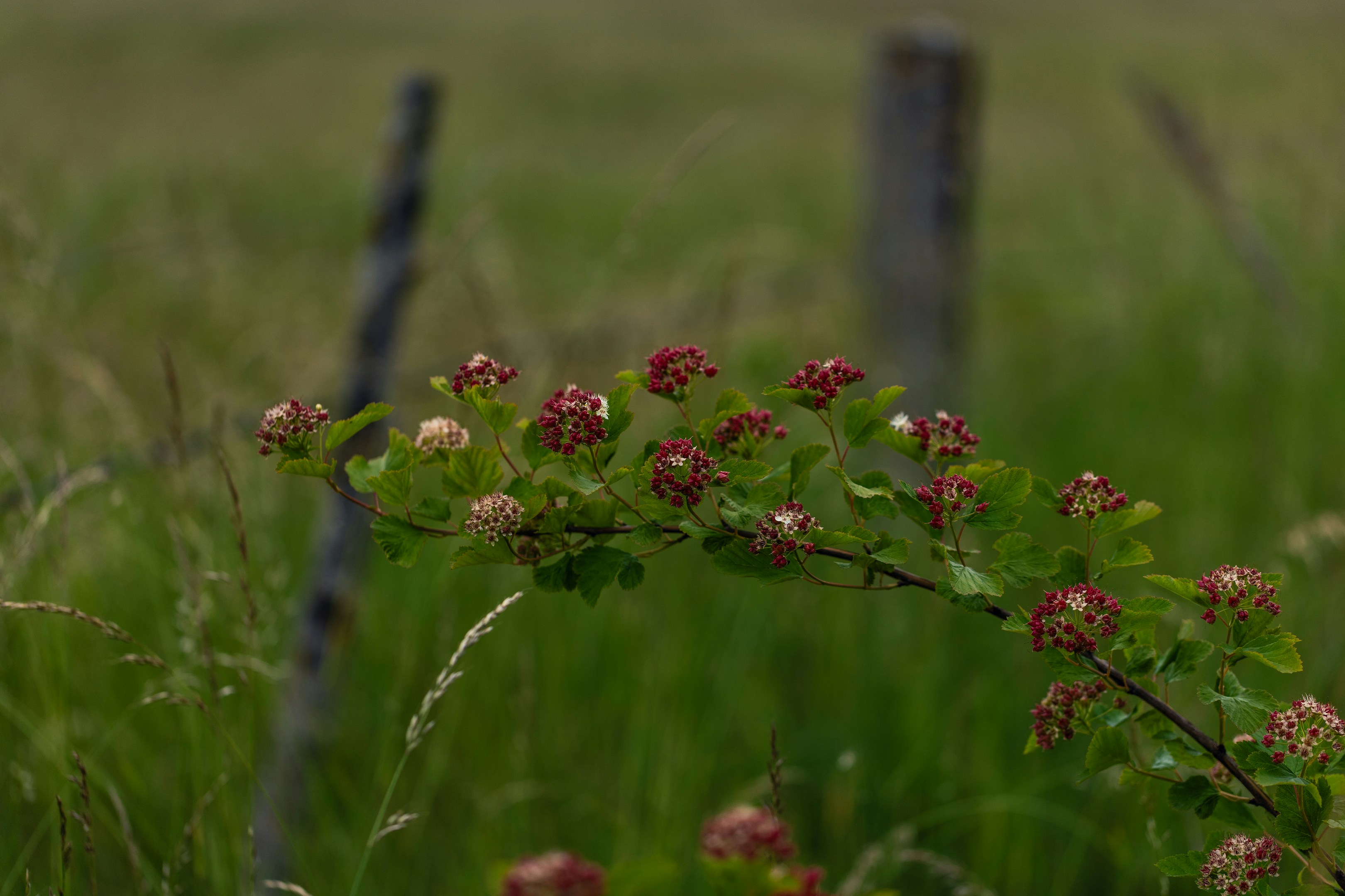 Reddish-brown flower buds on a branch in a grassy field.