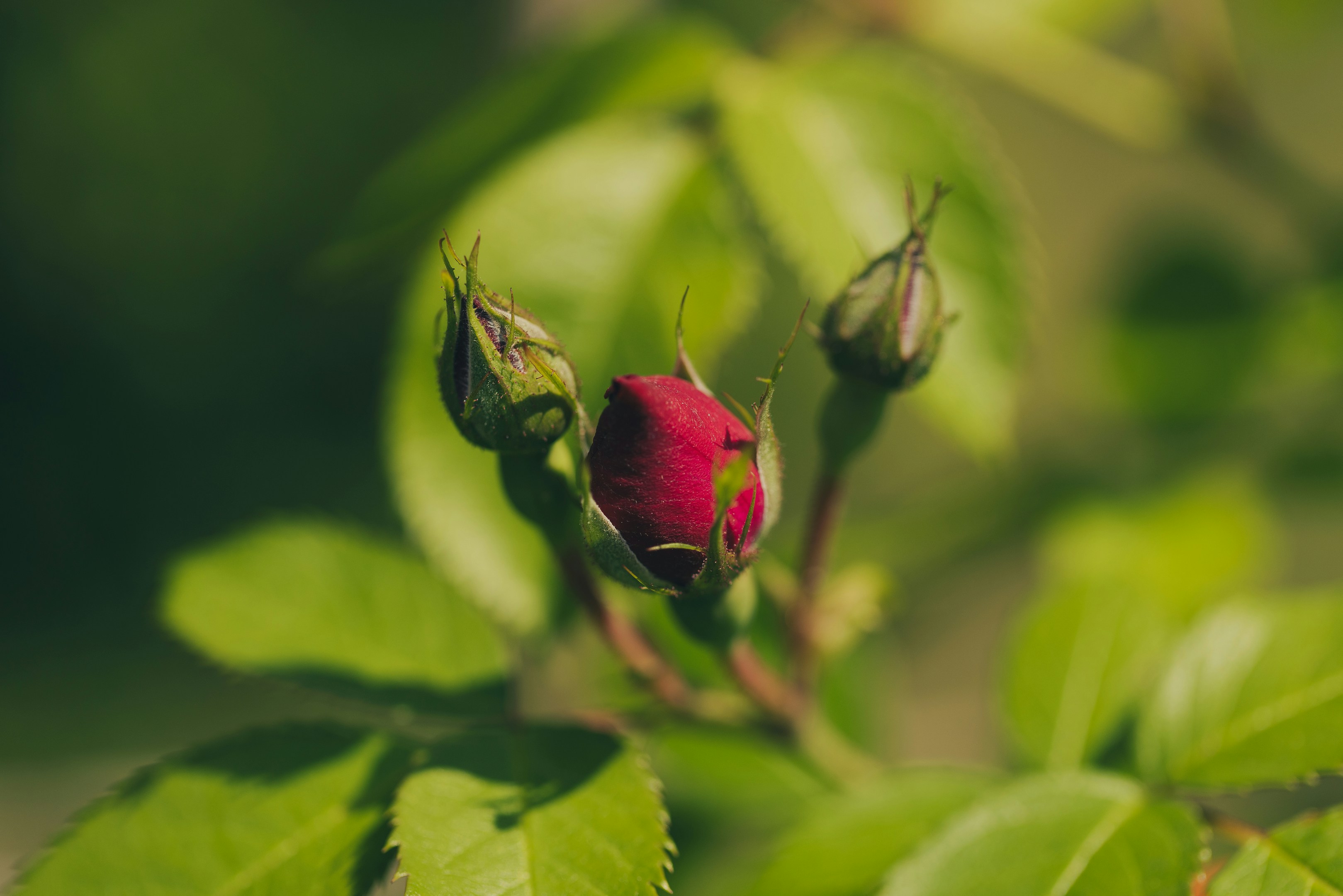 Red rosebud surrounded by green rosebuds and leaves.