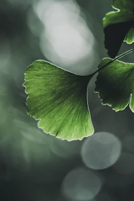 A vibrant green ginkgo leaf with blurred background bokeh.
