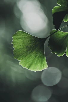 A vibrant green ginkgo leaf with blurred background bokeh.