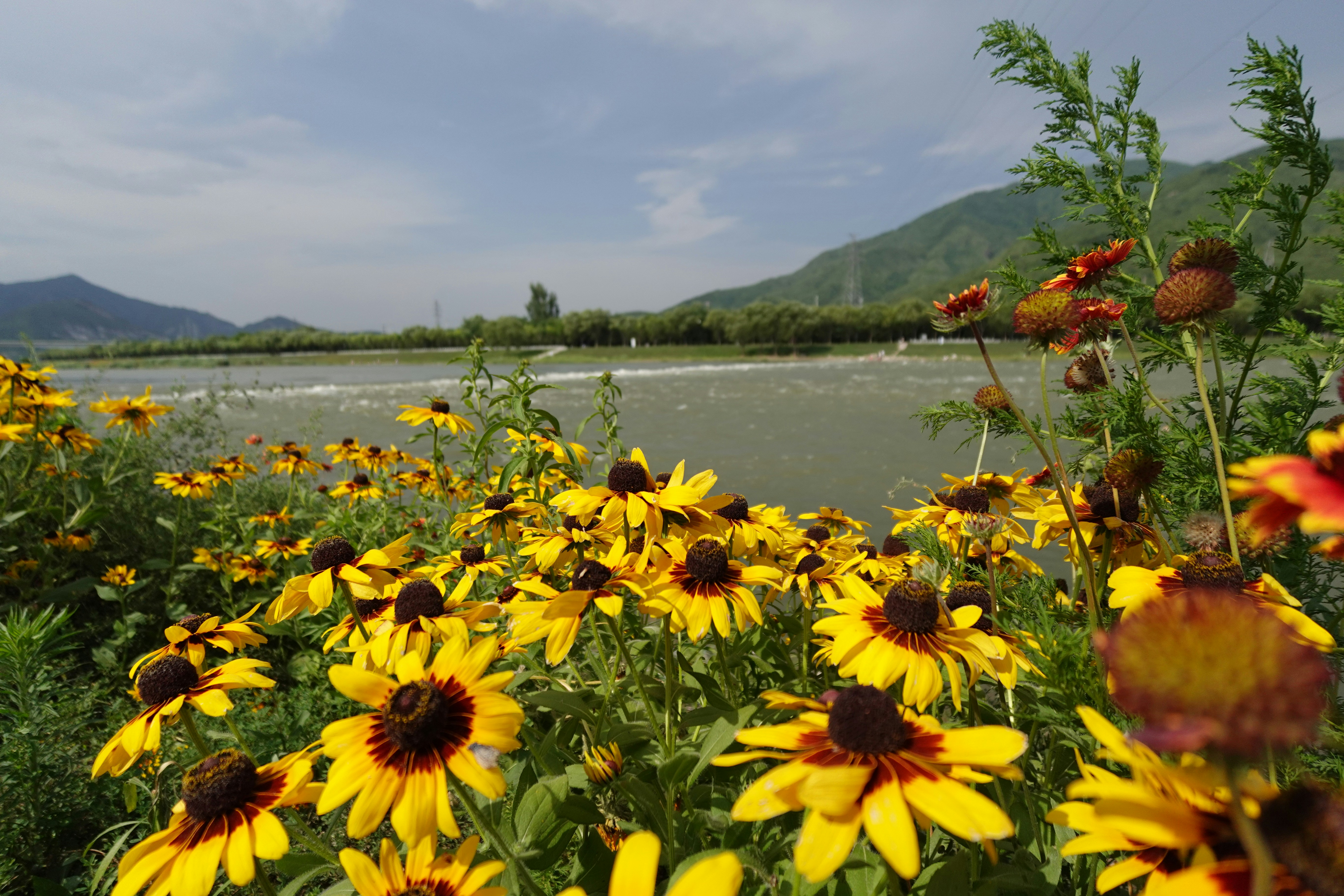 Vibrant yellow coneflowers frame a scenic river and distant mountains.