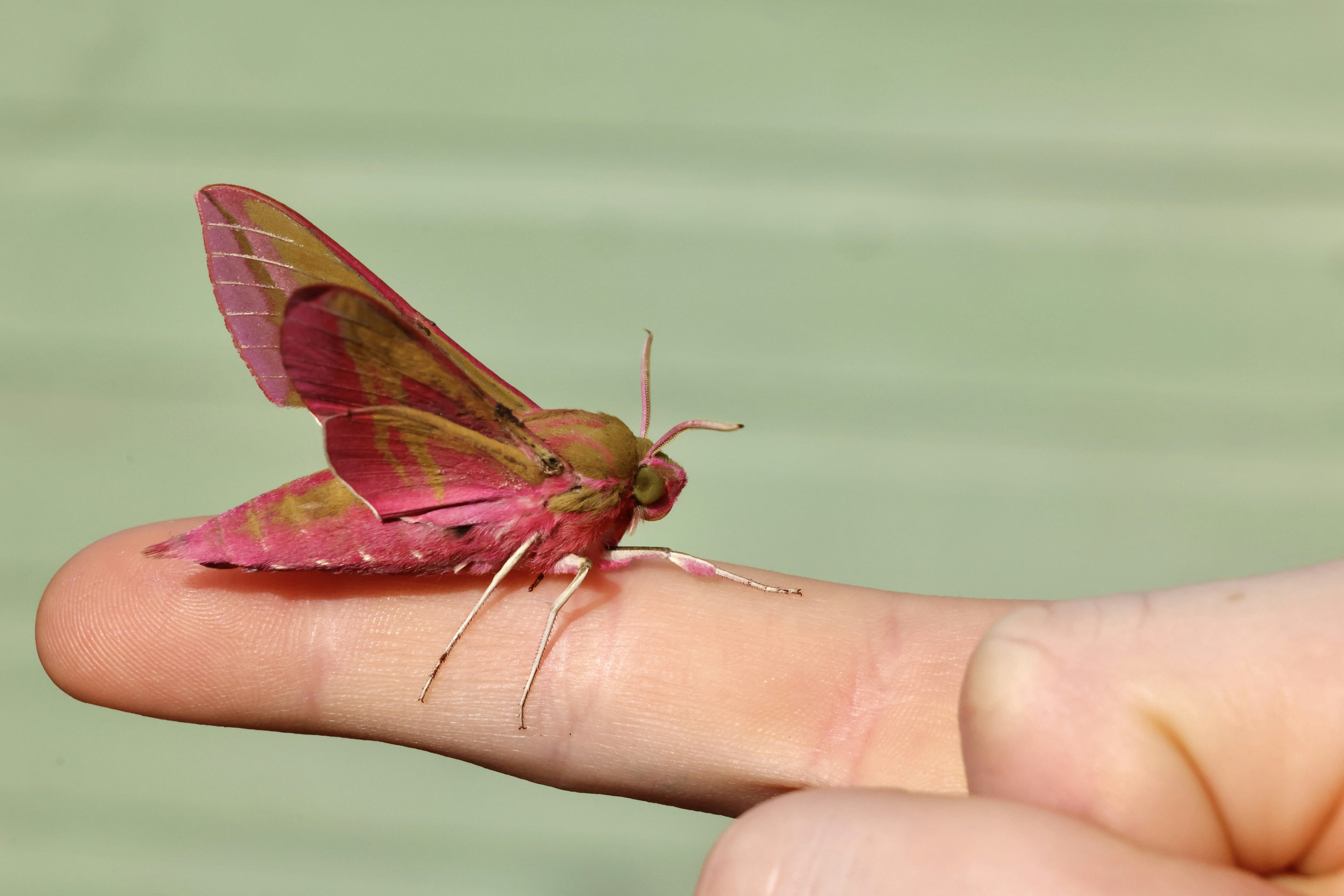Un papillon de nuit rose et vert vibrant repose sur un doigt.
