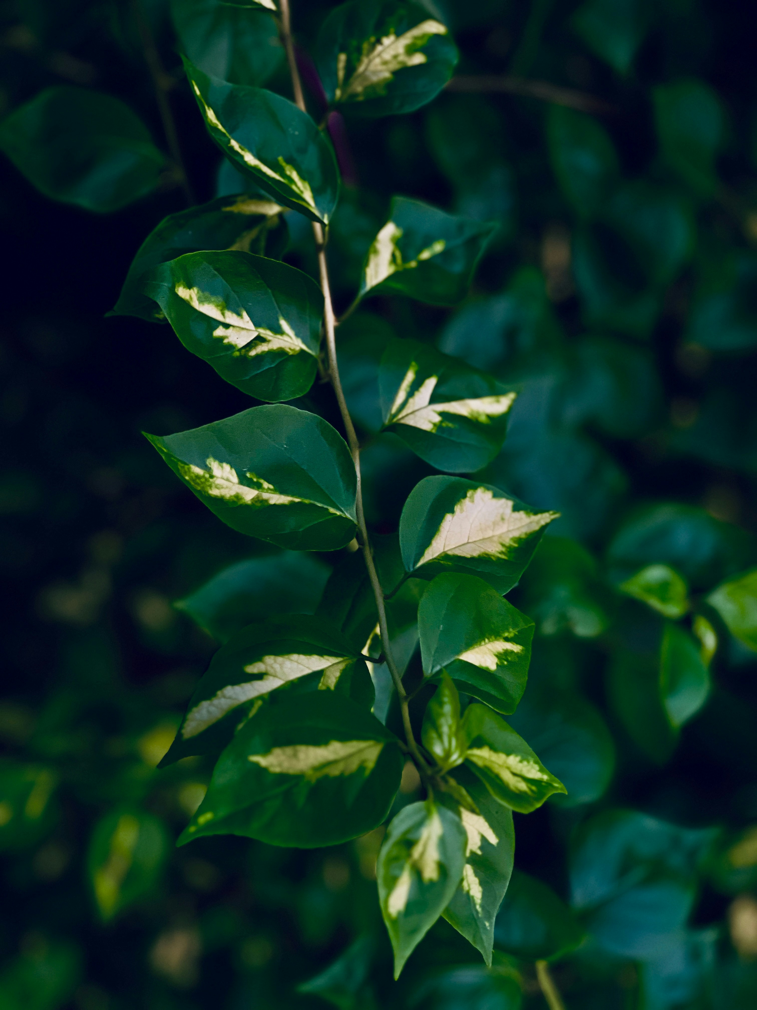 Shaik Althaf (@nameisalthaf) | Unsplash Photo Community