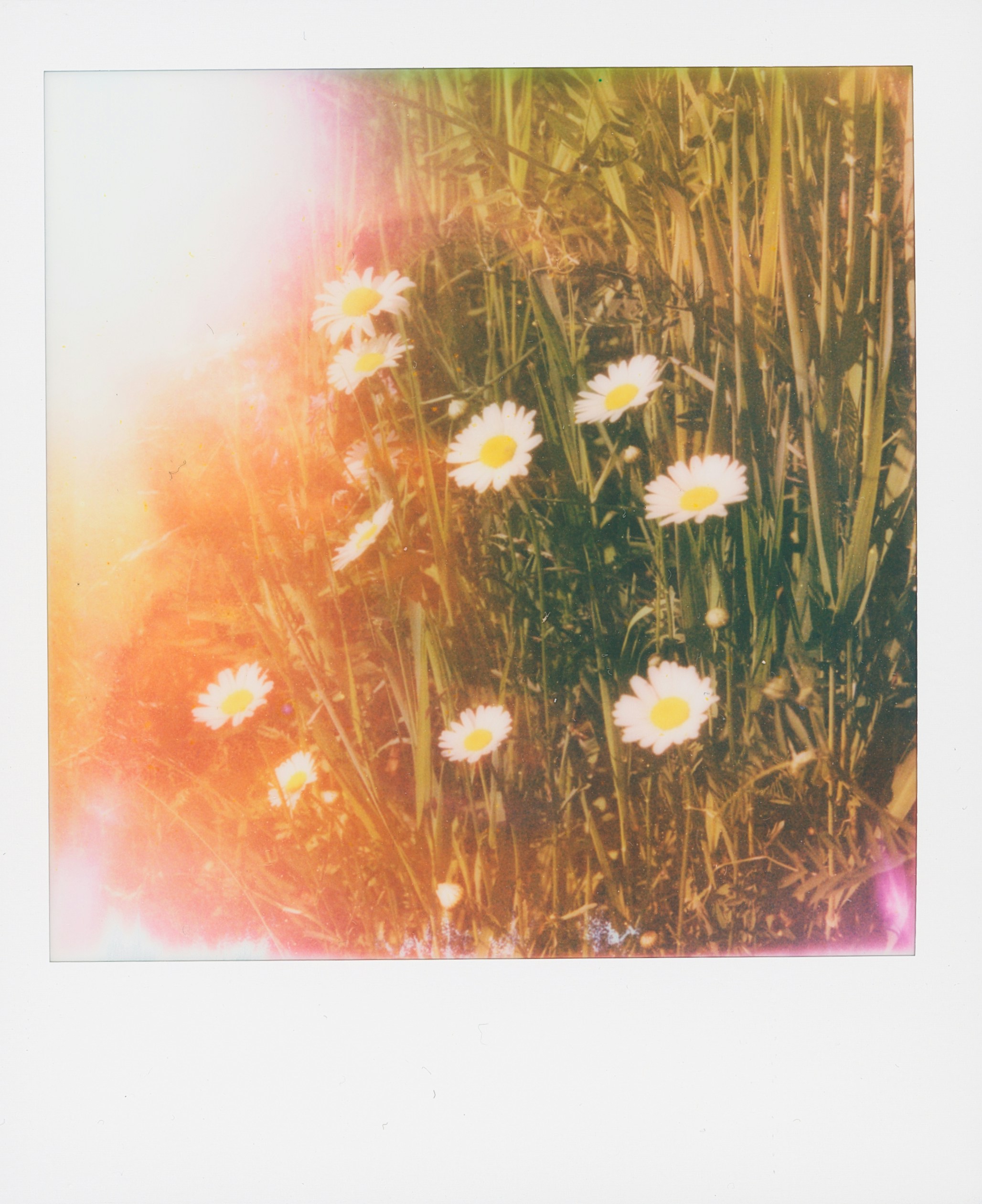 Dreamy daisies in a field with colorful light leaks