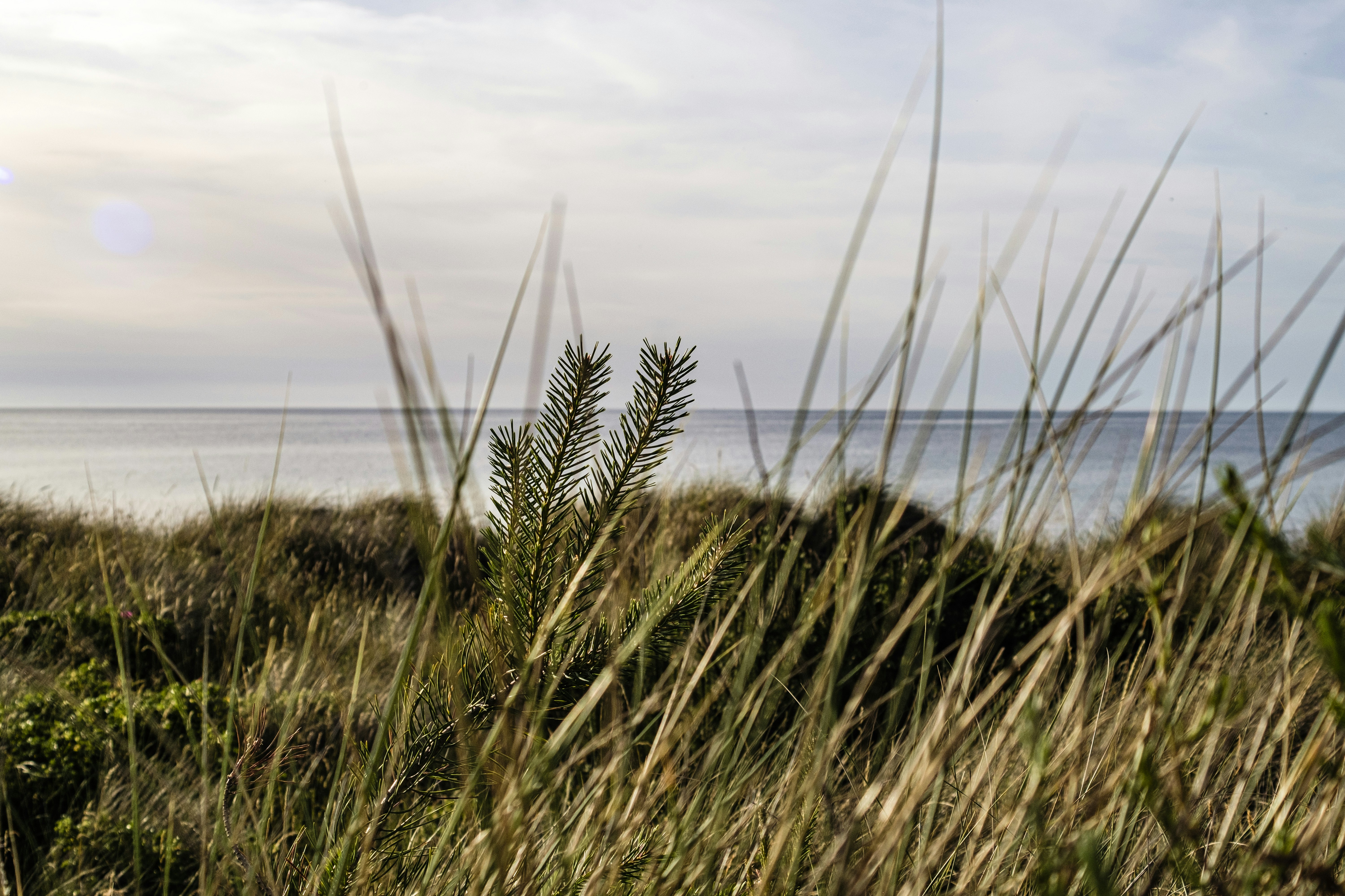 Dune costiere con un giovane pino e mare calmo.