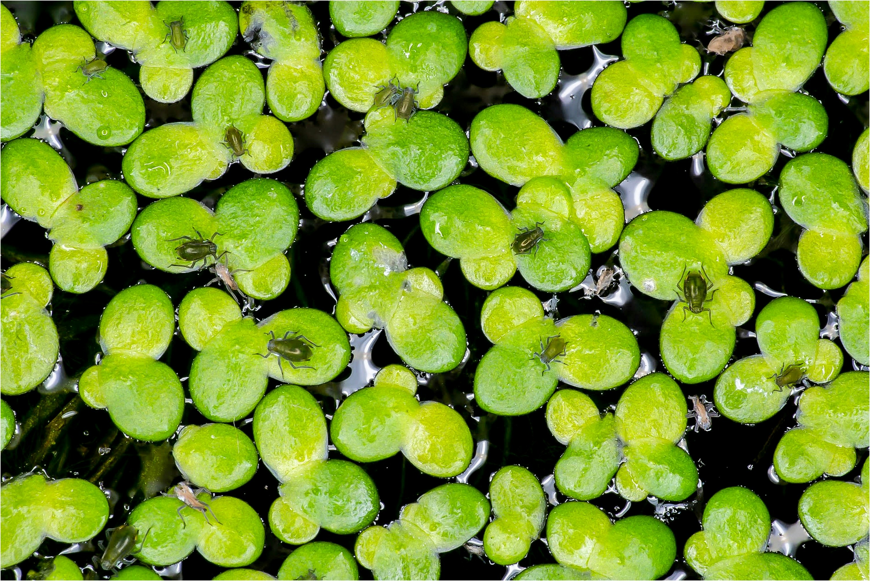 海苔の代わりにウキクサ？ふりかけの植物性タンパク質強化を検証した研究