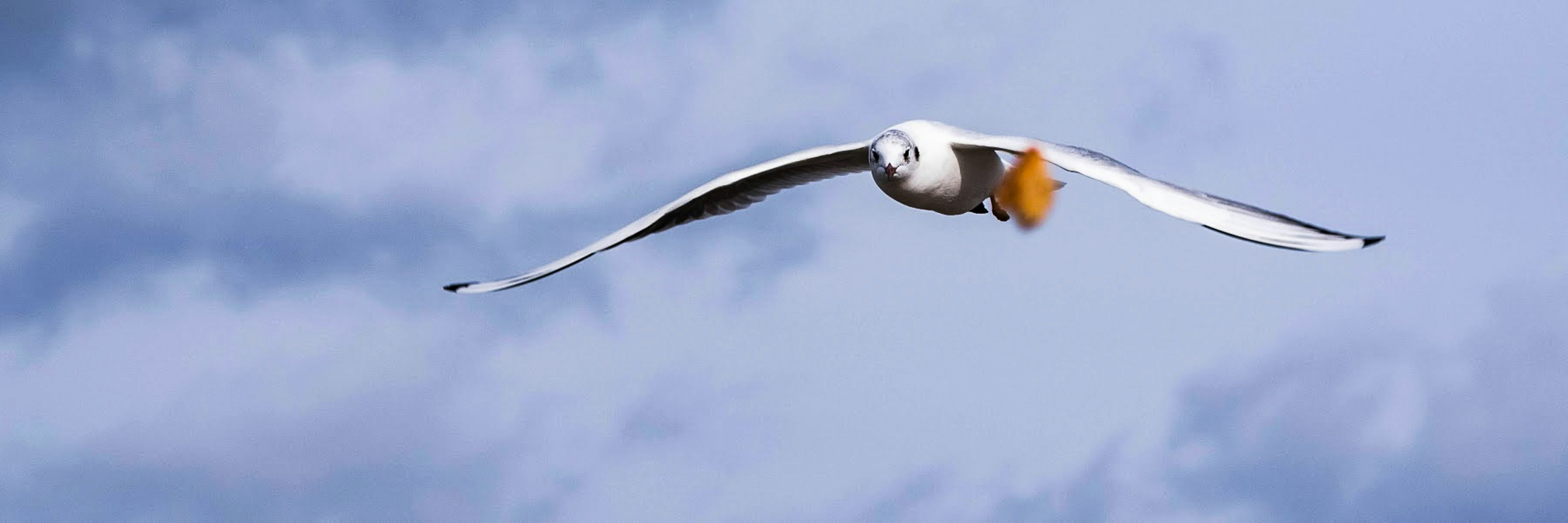 Weißer Vogel, der mit orangefarbenen Füßen gegen einen blauen Himmel fliegt.