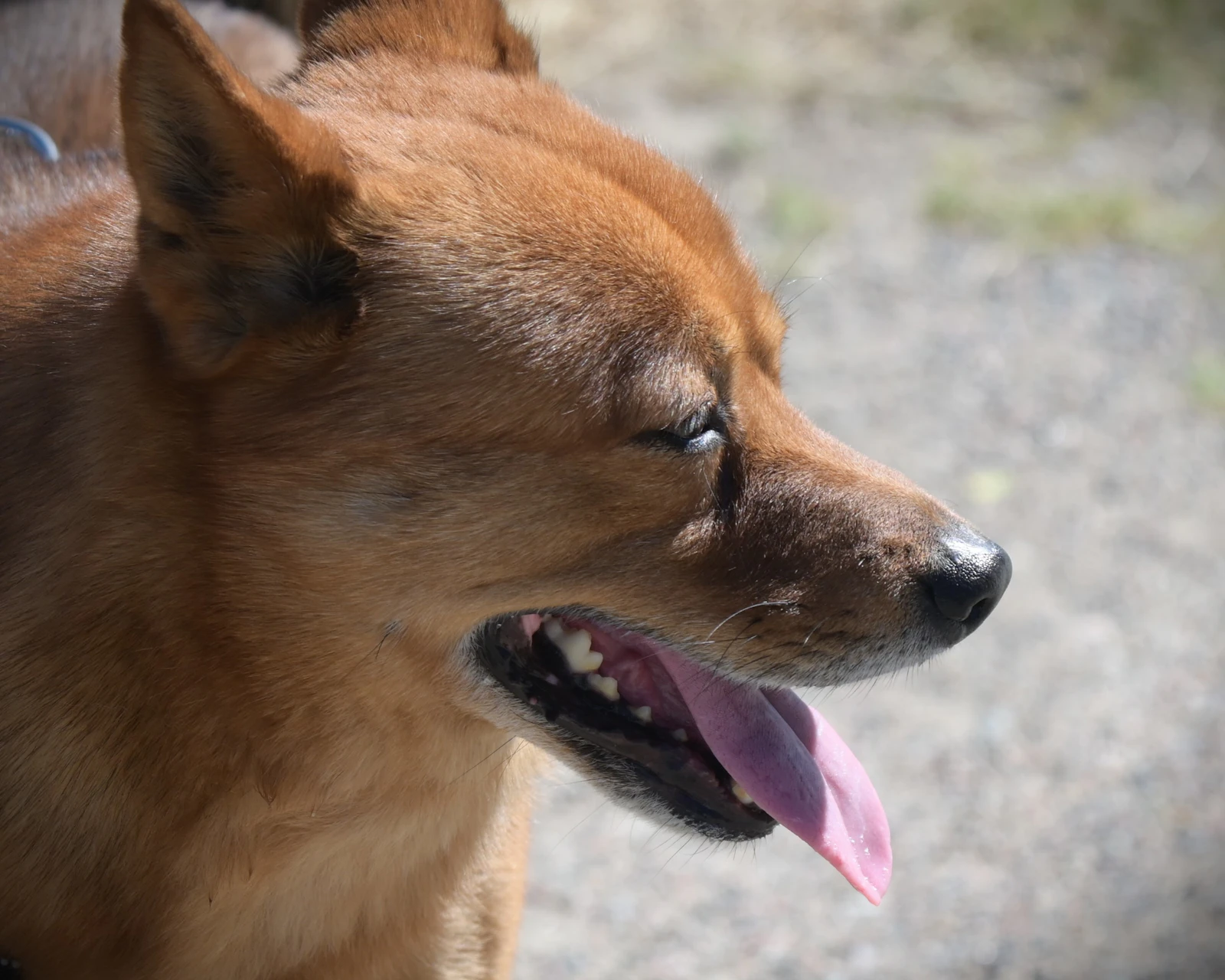 Perro marrón jadeando con la lengua fuera en un día de calor