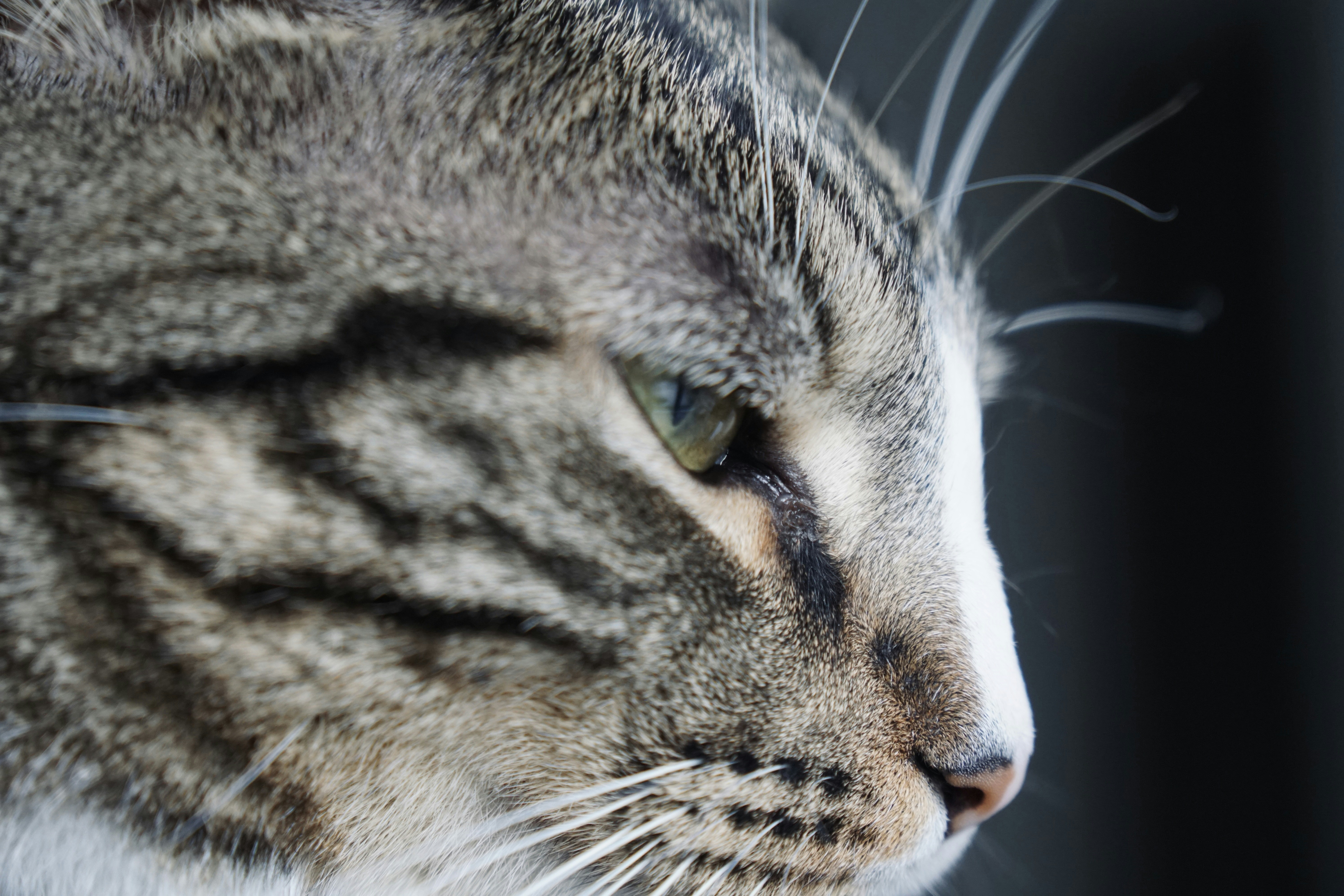 Profile view of a striped tabby cat.