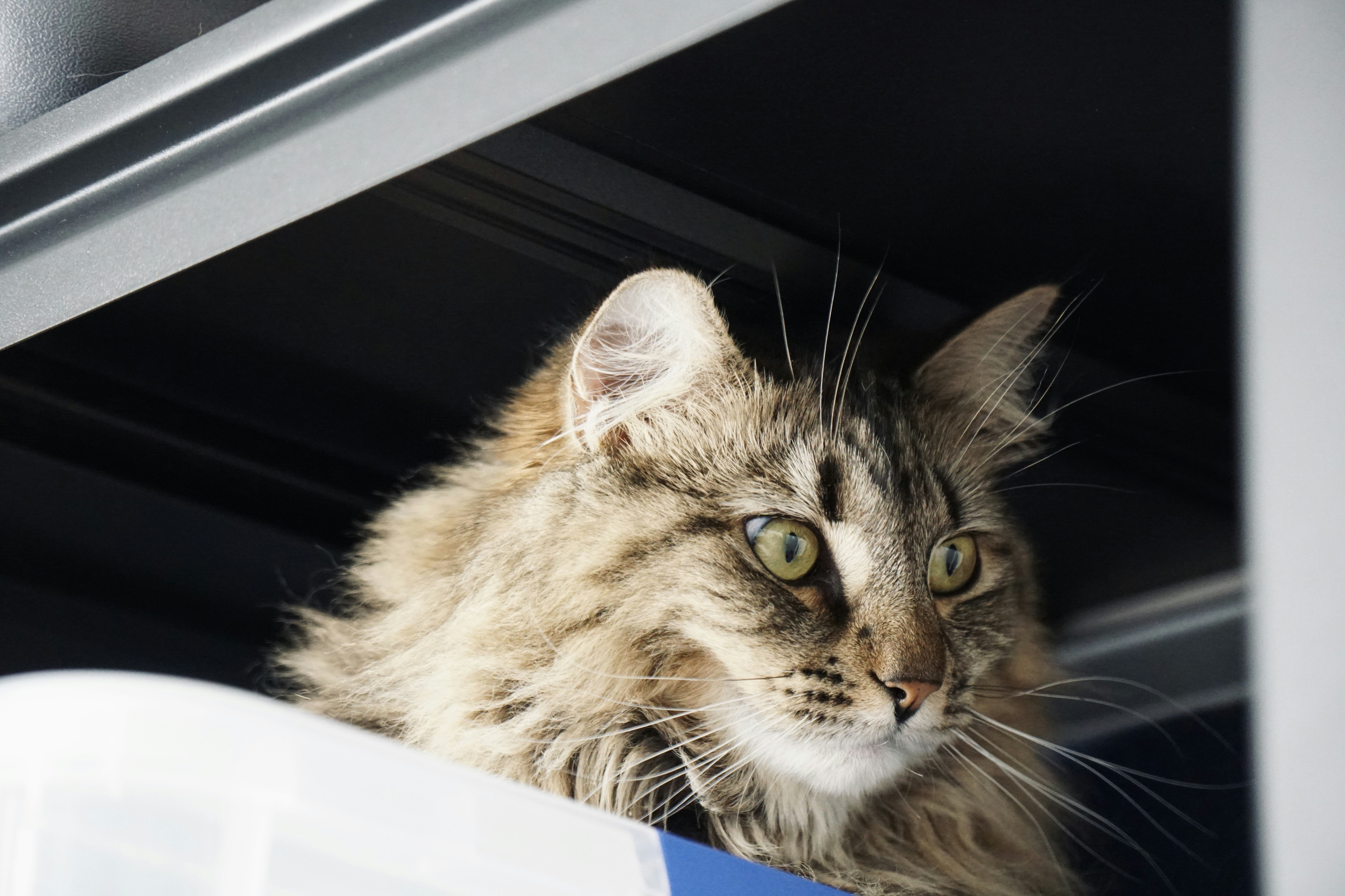 A fluffy tabby cat with green eyes looks right.