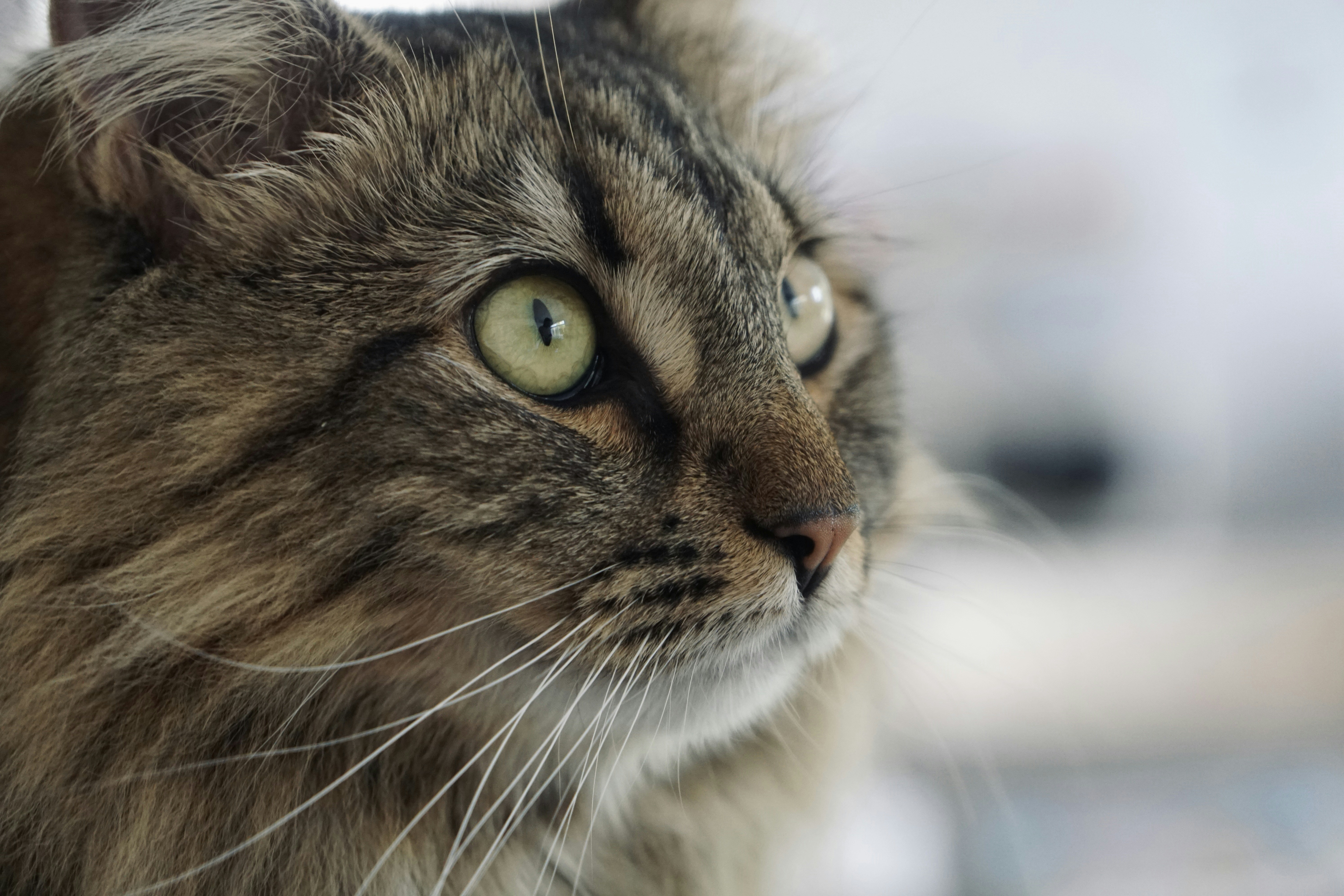 Brown tabby cat with striking green eyes.