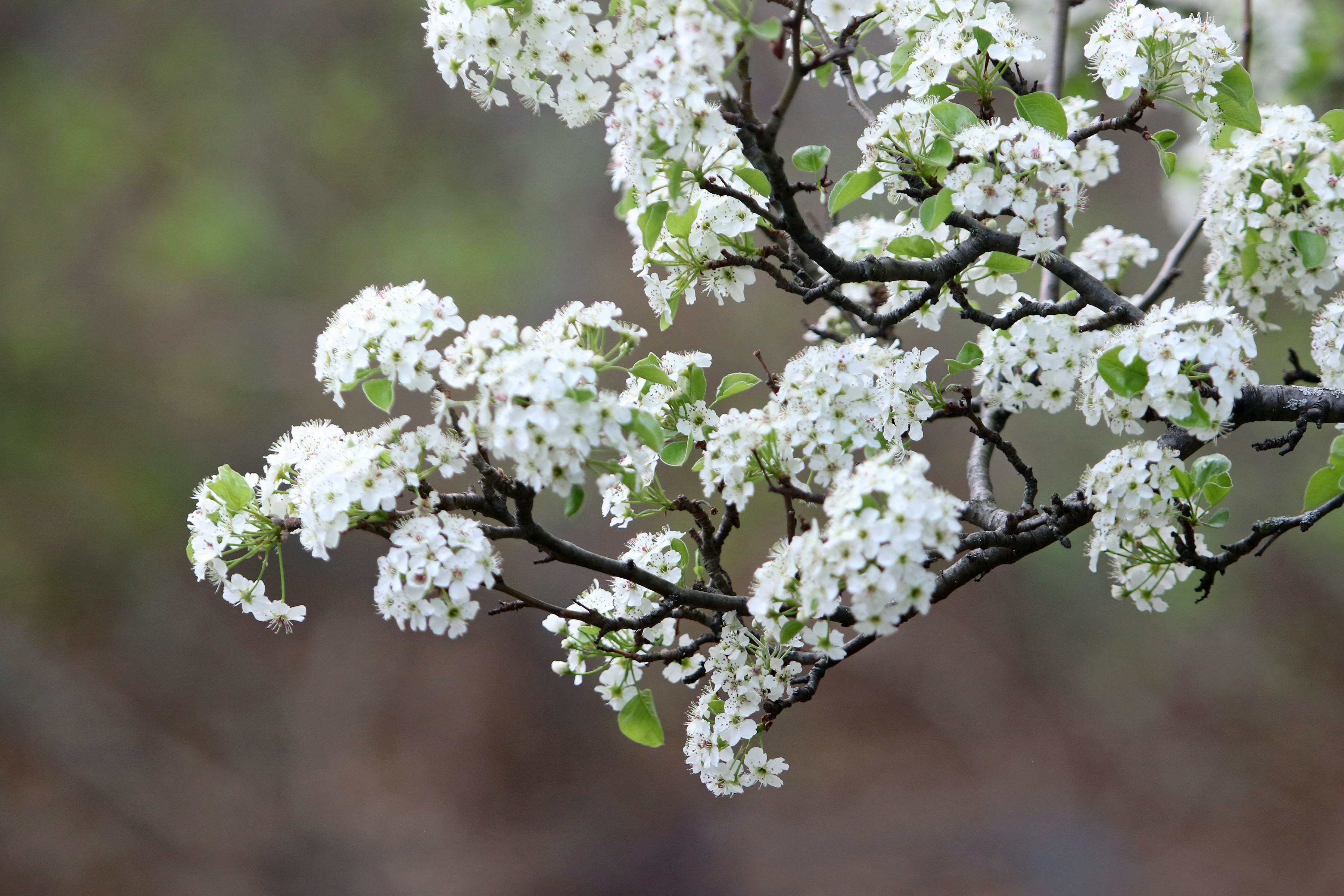 White blossoms bloom on tree branches in spring.