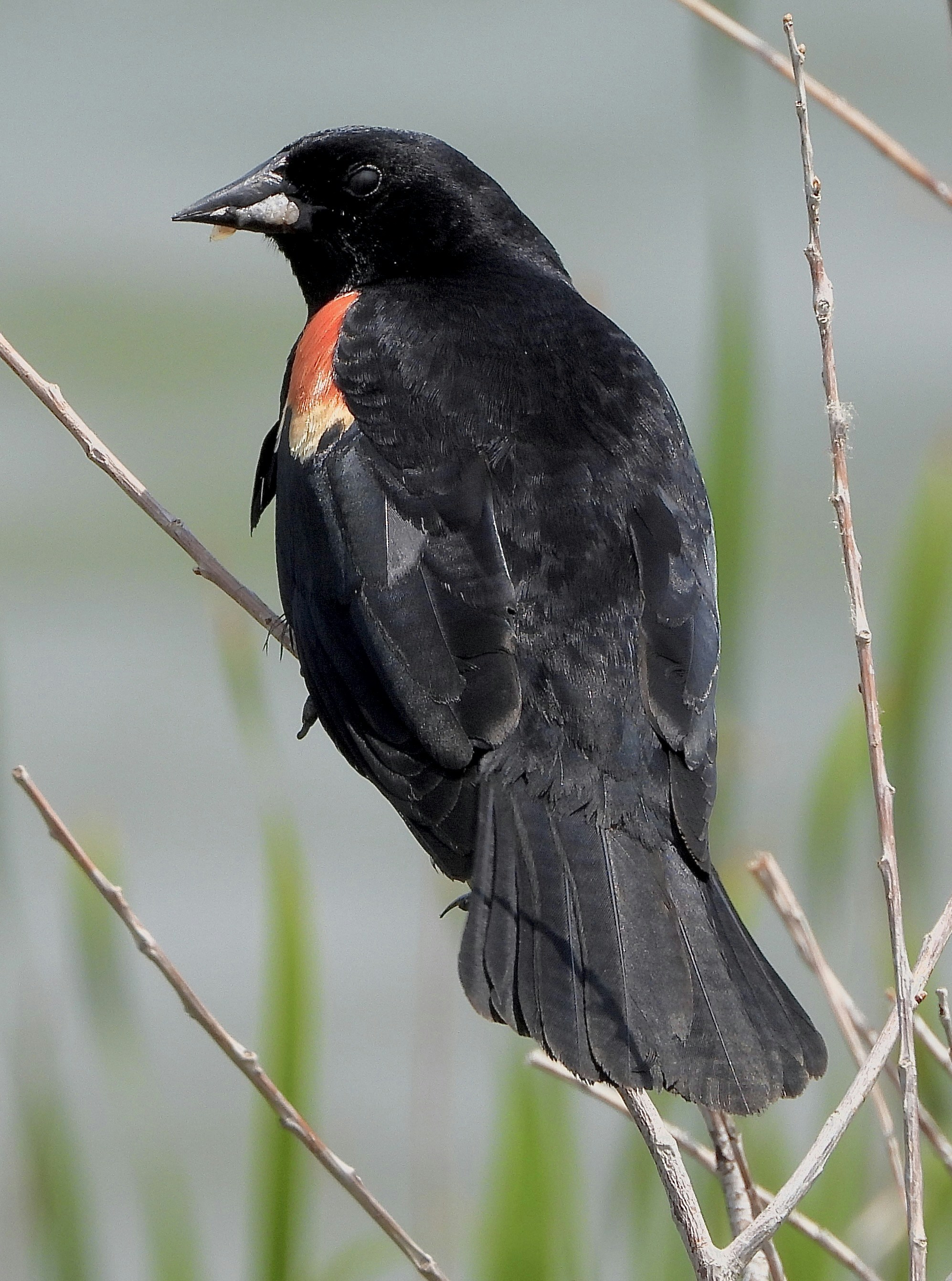Ein rotflügeliger Amsel saß auf einem kahlen Ast.