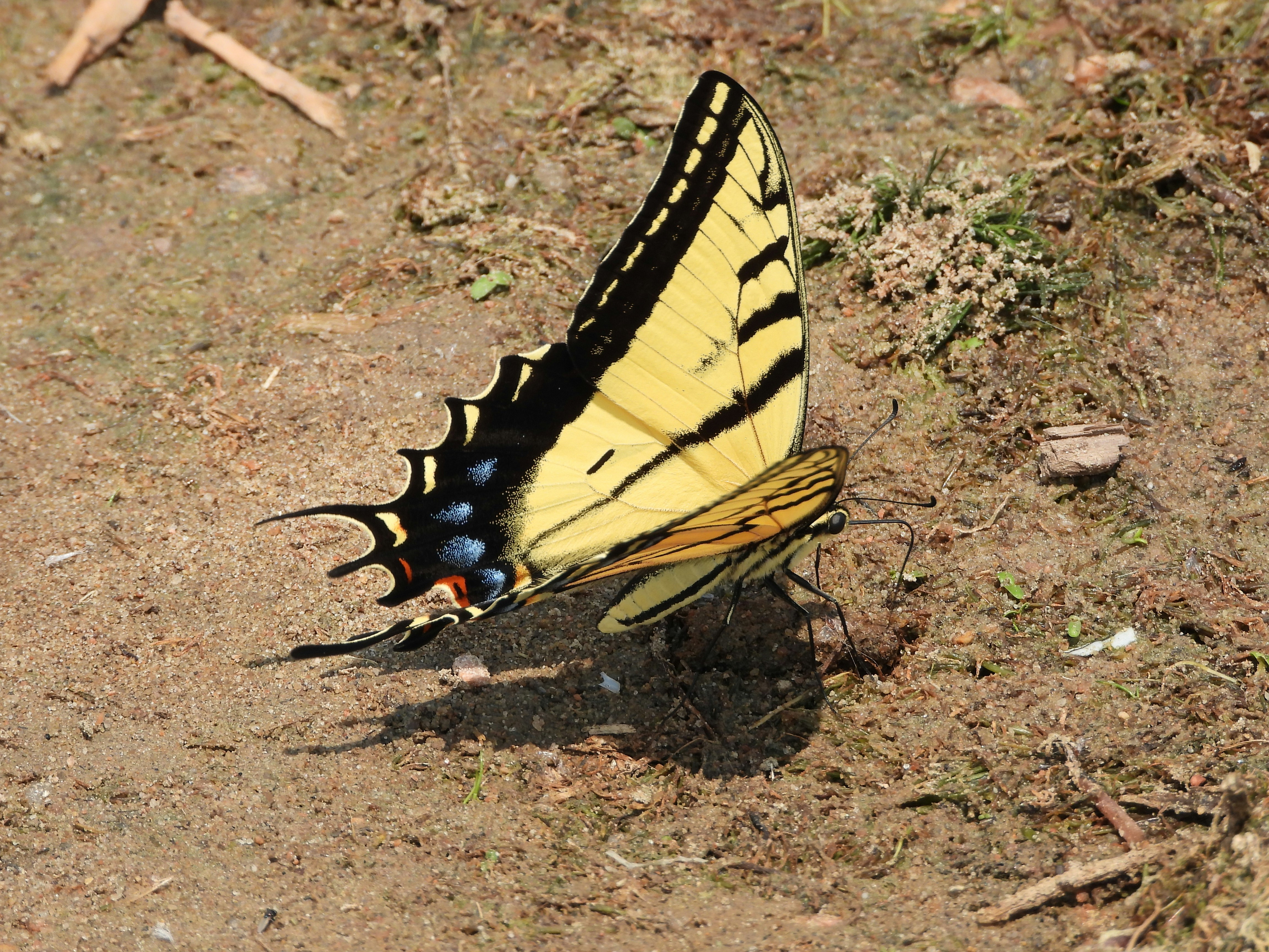 Ein gelb-schwarzer Schmetterling ruht auf dem braunen Boden.