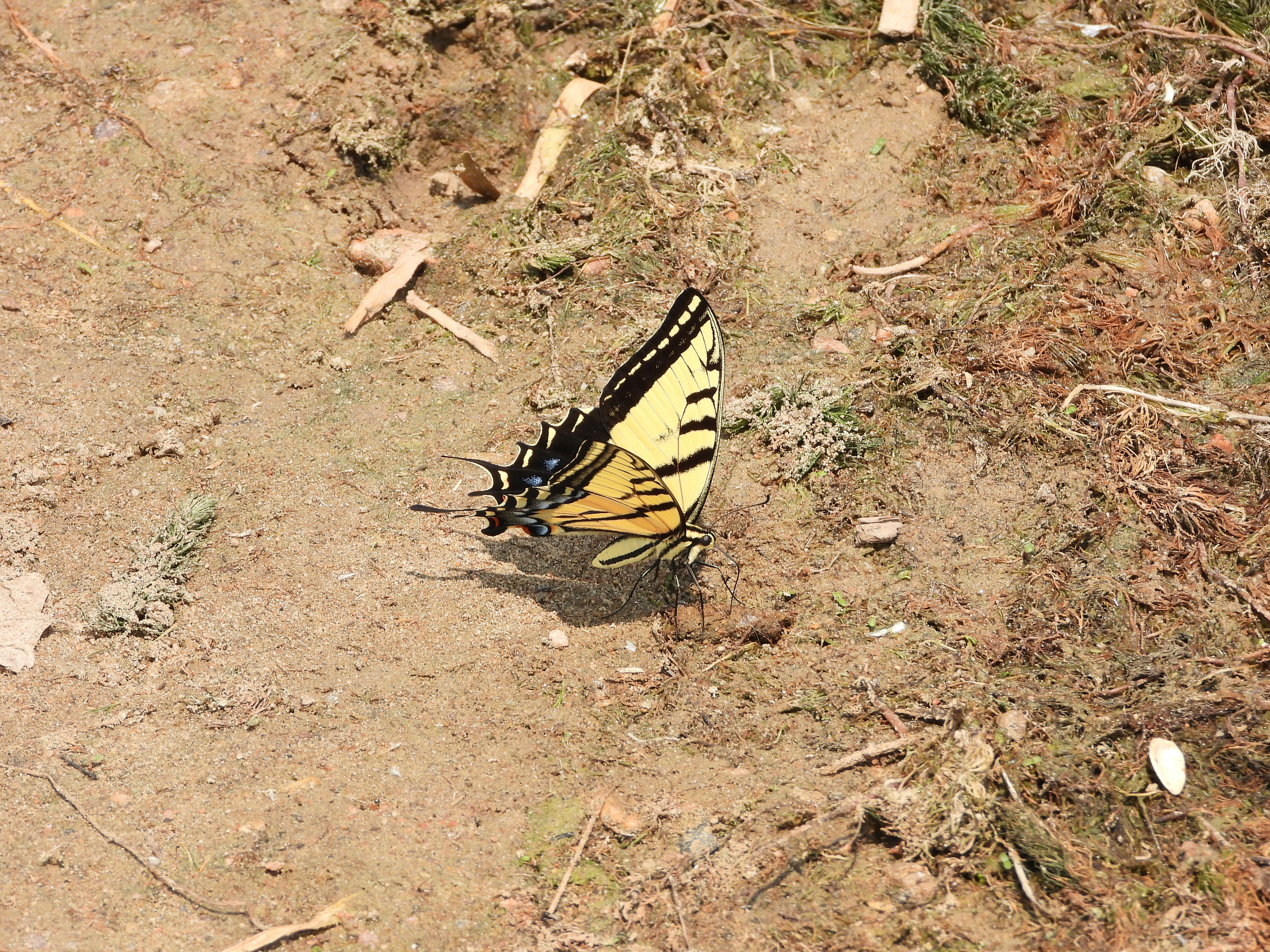 Ein gelb-schwarz gestreifter Schmetterling ruht auf trockenem Boden.