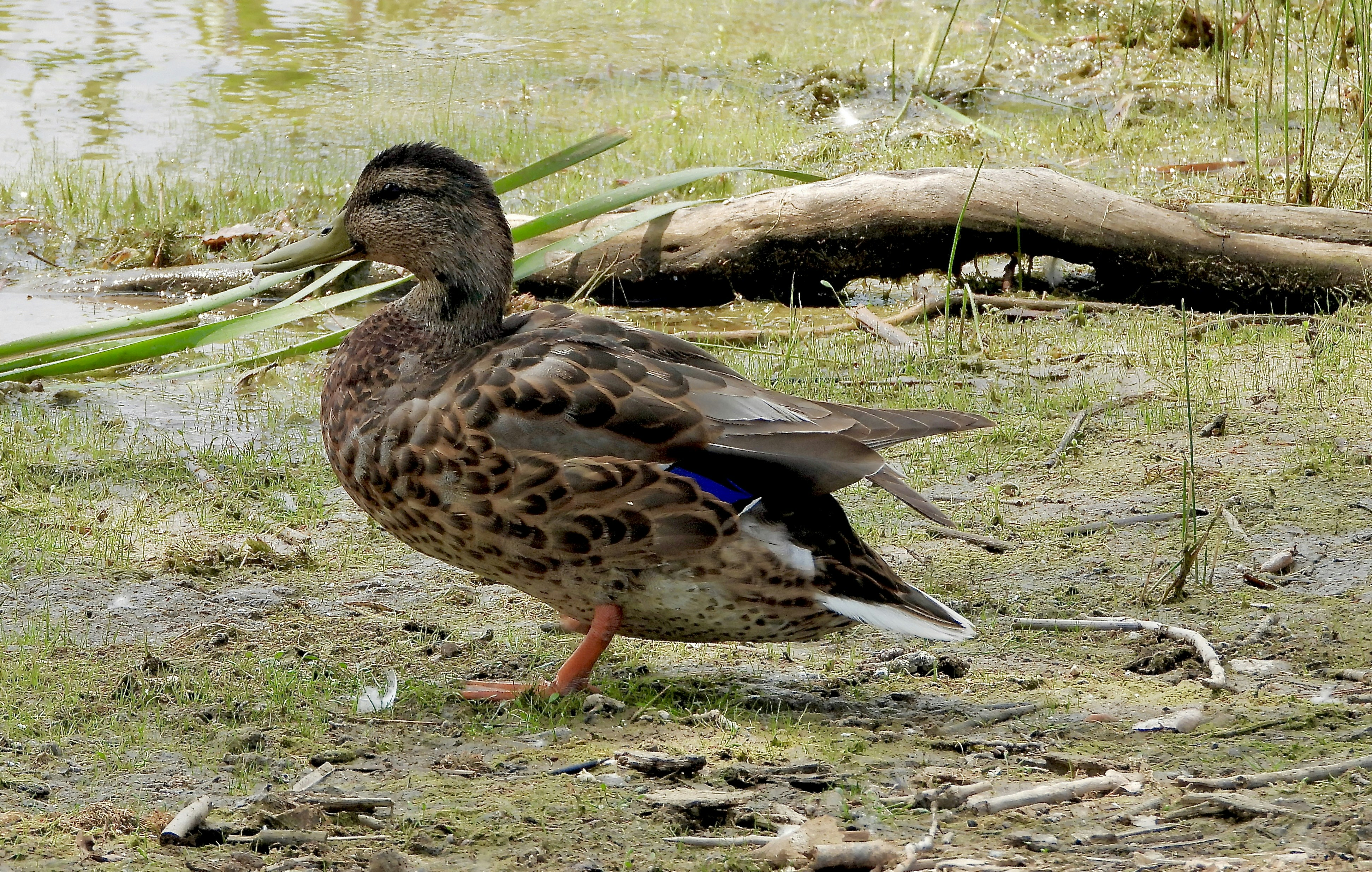 Eine braune Ente steht auf grasbewachsenem Boden in Wassernähe.
