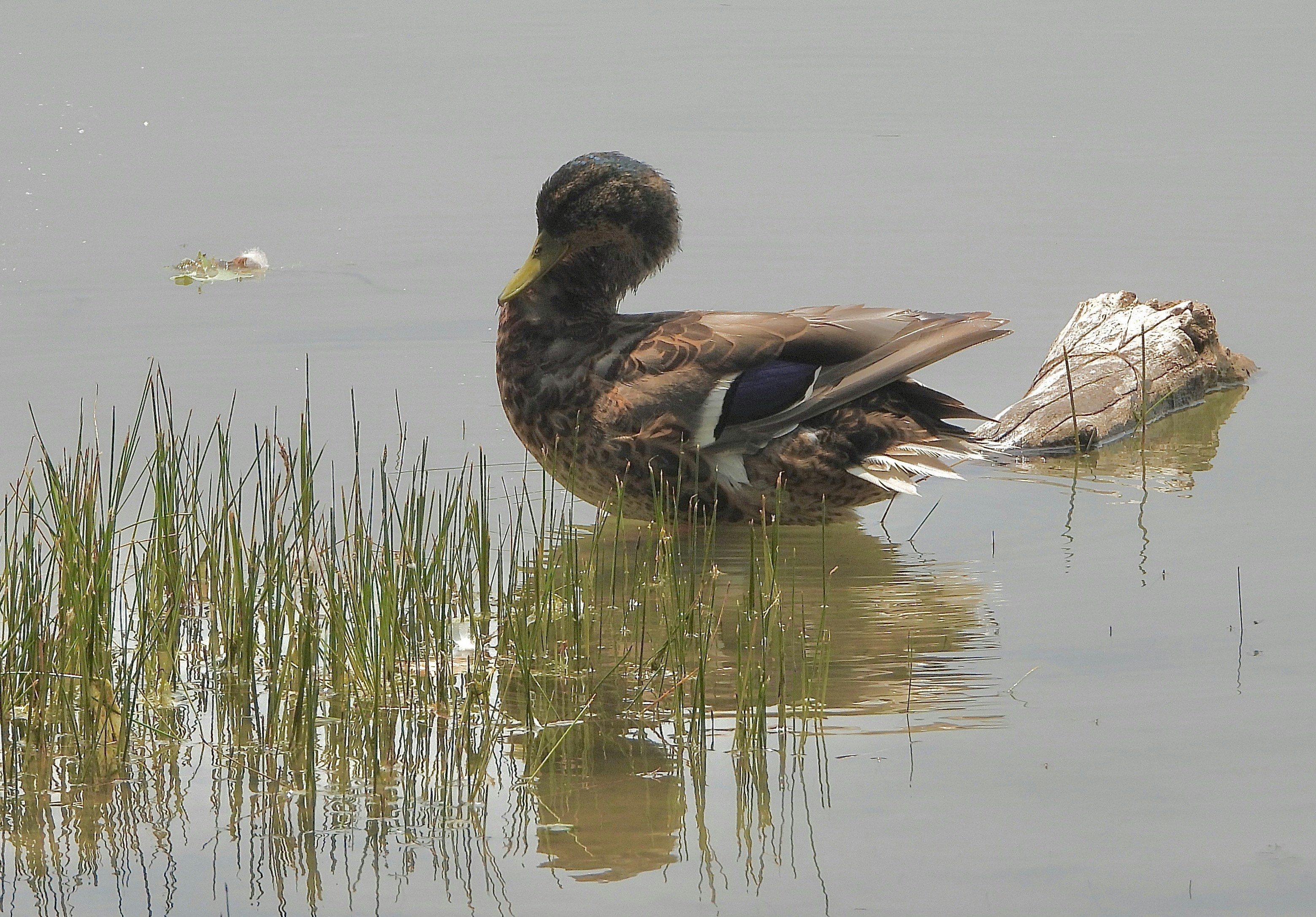 Eine braune Ente schwimmt in ruhigem Wasser in der Nähe von grünen Schilfrohren.