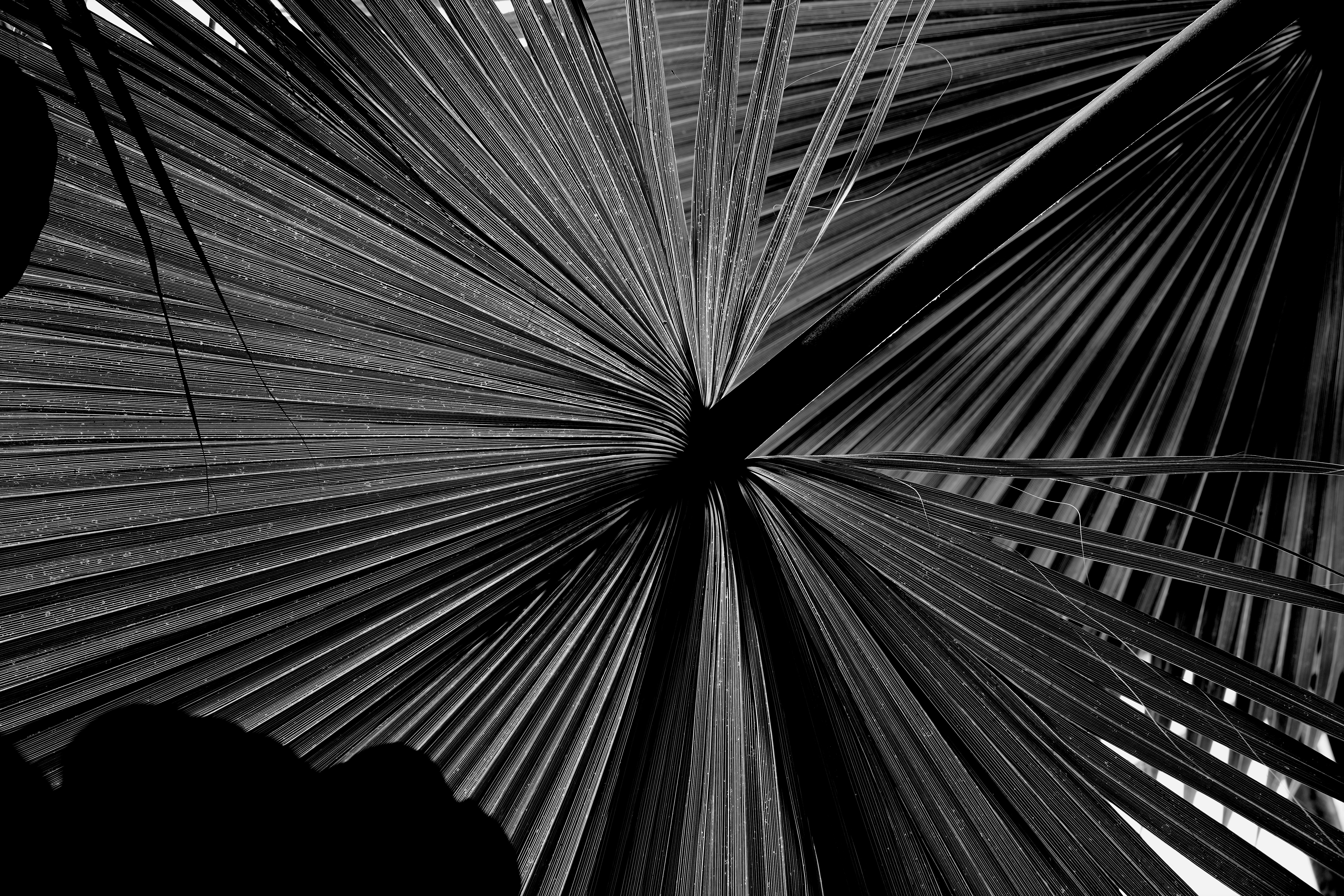 Monochromatic palm fronds in a radial pattern