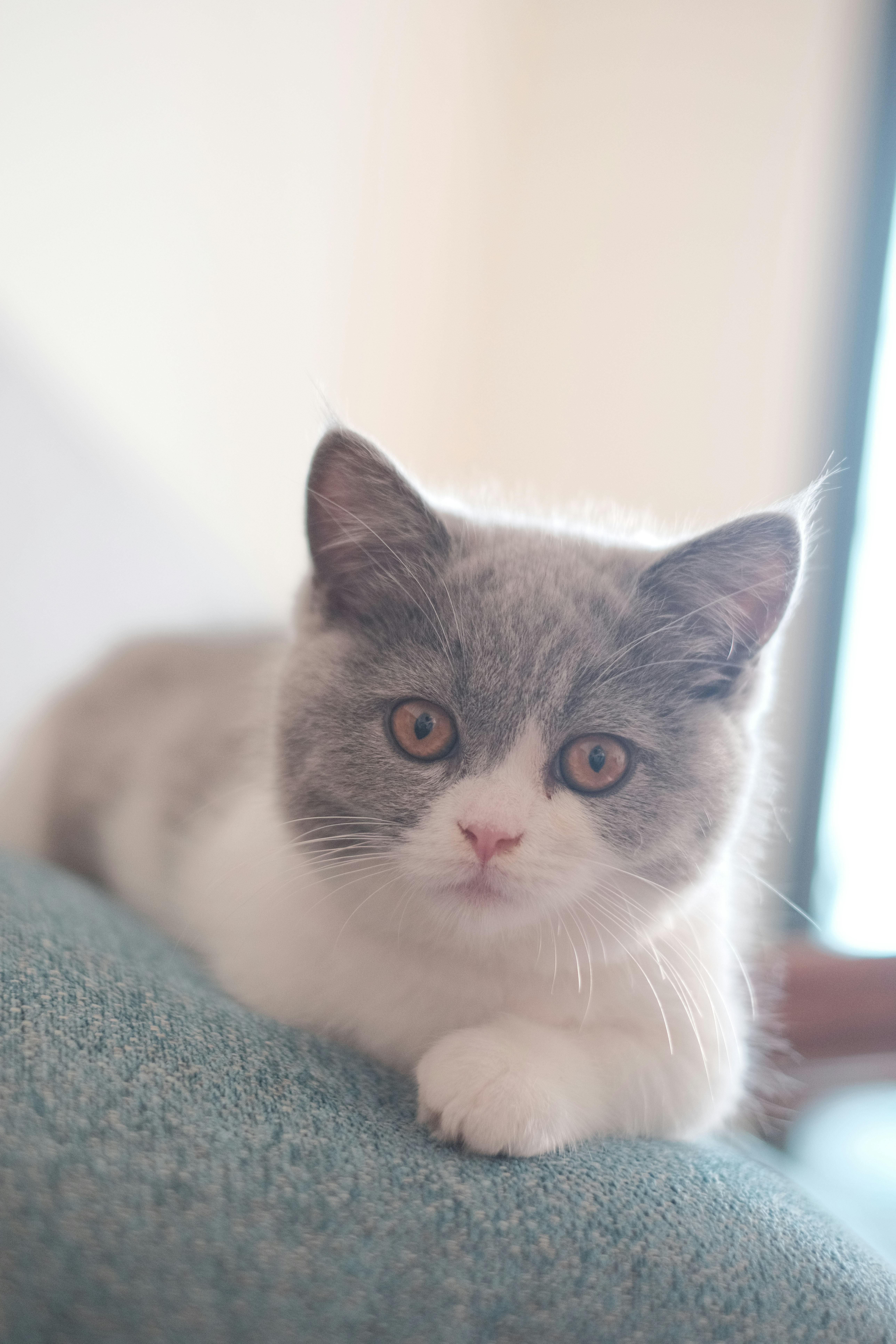 Adorable grey and white kitten resting on a blue surface.
