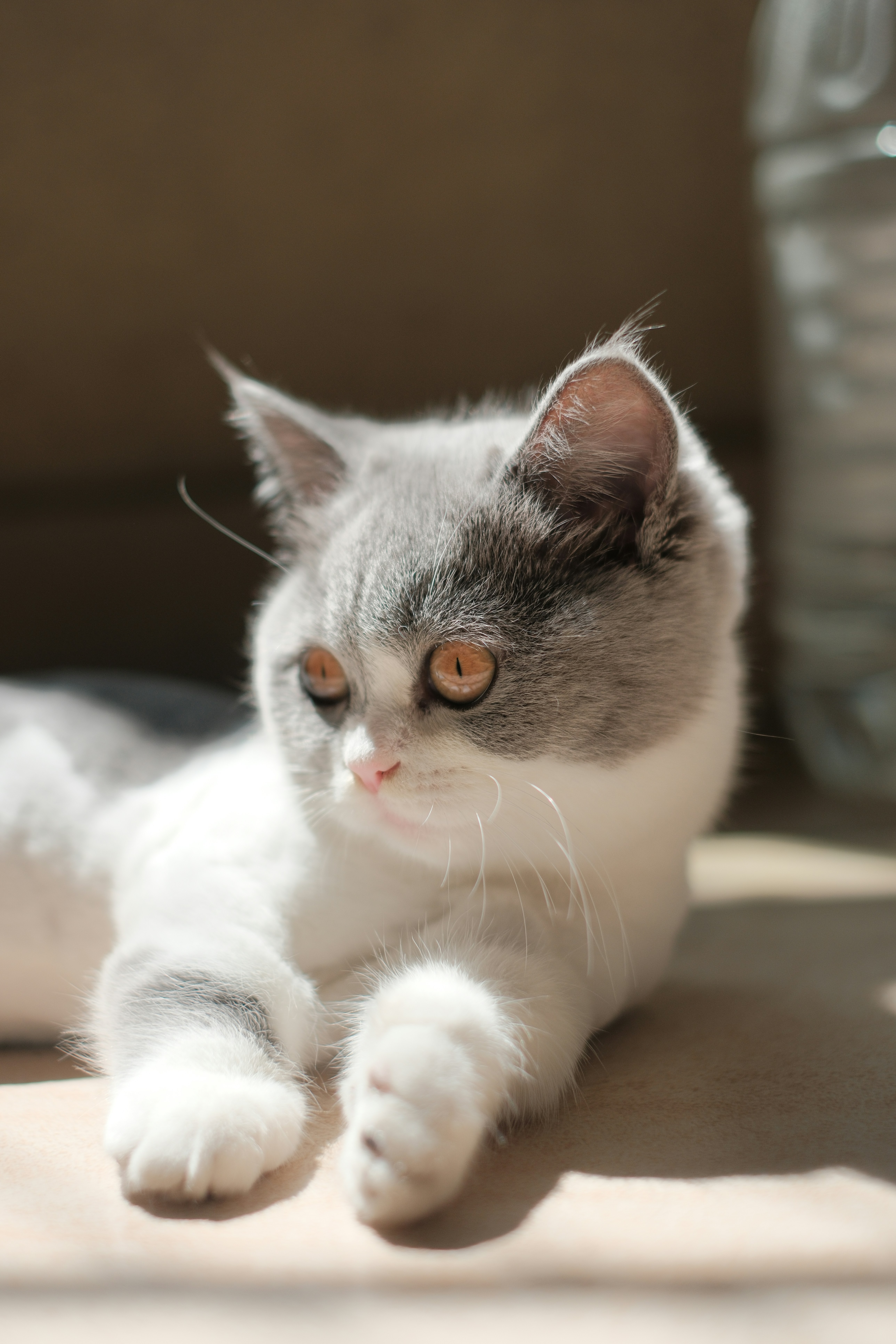 White and grey cat with orange eyes lies in sunlight.
