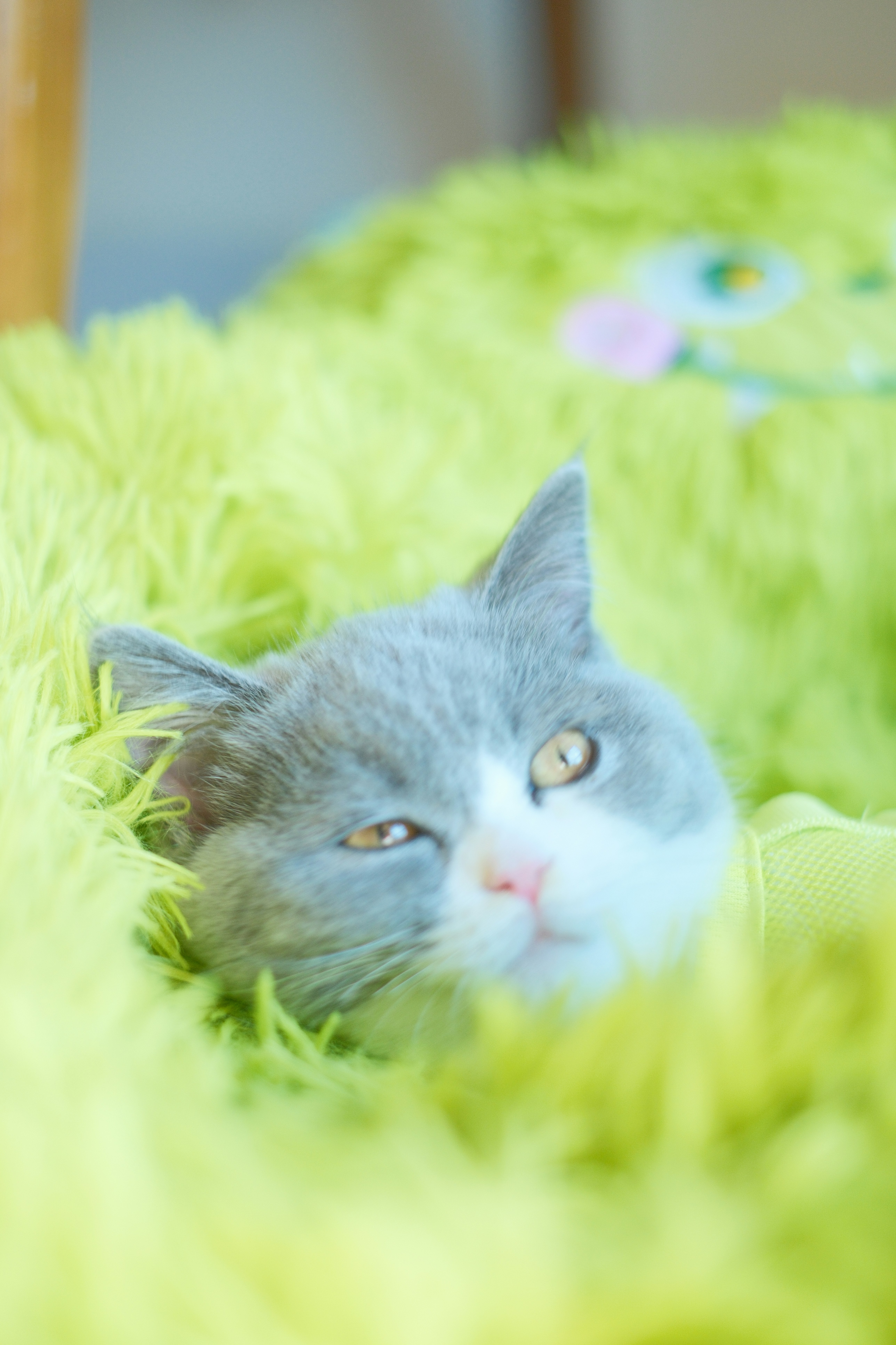 Gray and white kitten peeking from a fluffy green blanket.