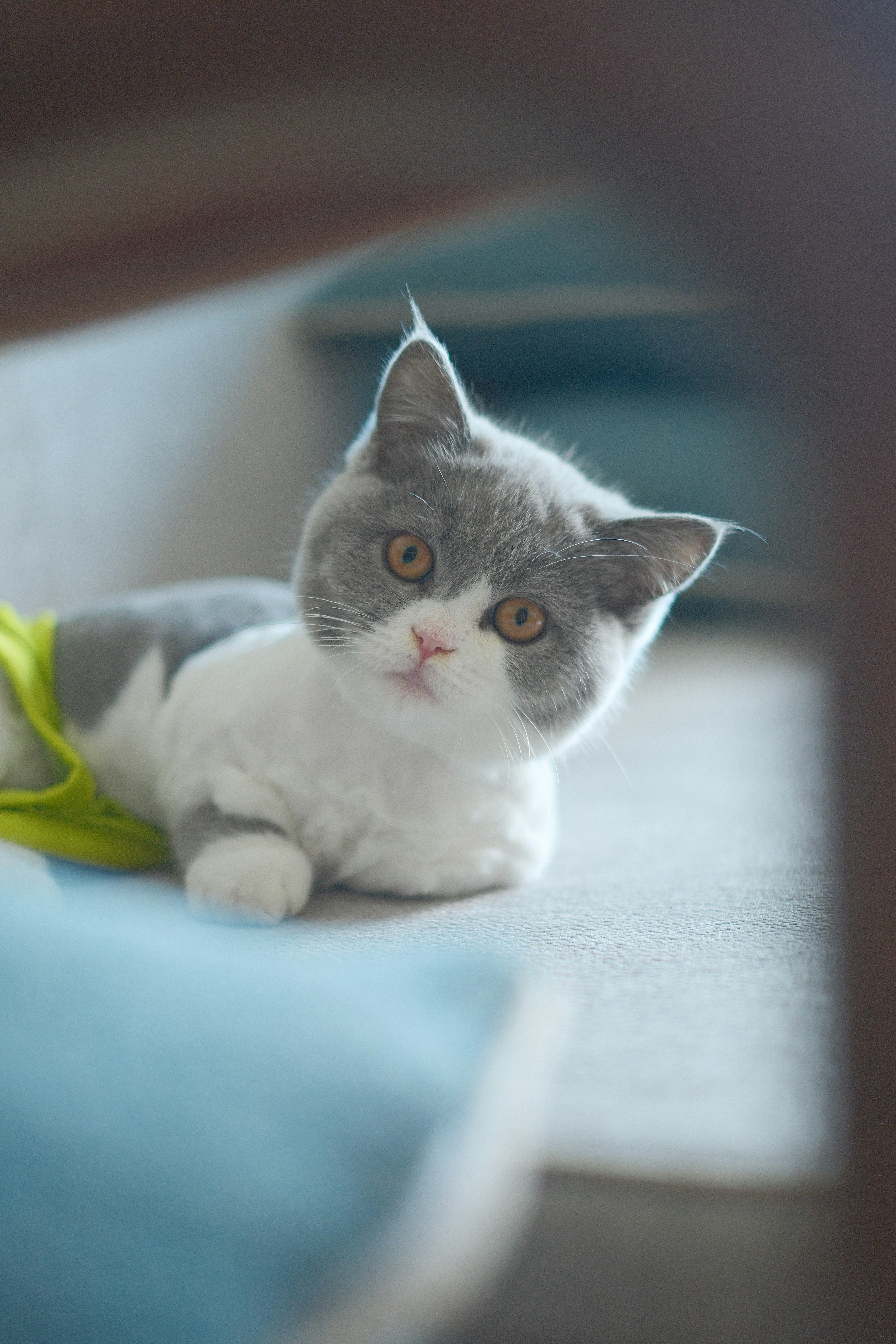 A cute grey and white kitten lying down.