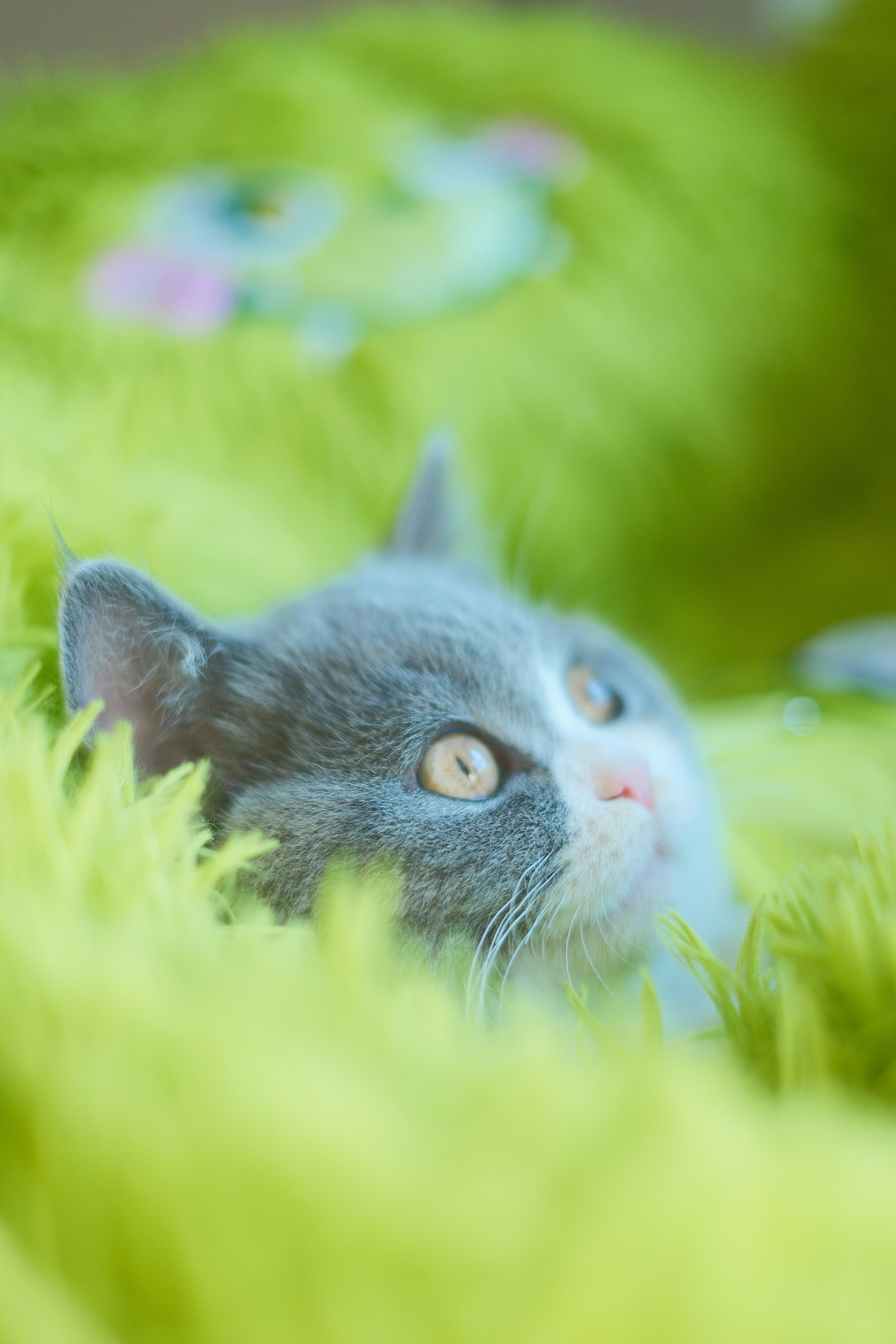 A small grey and white kitten peeking from green fluff.