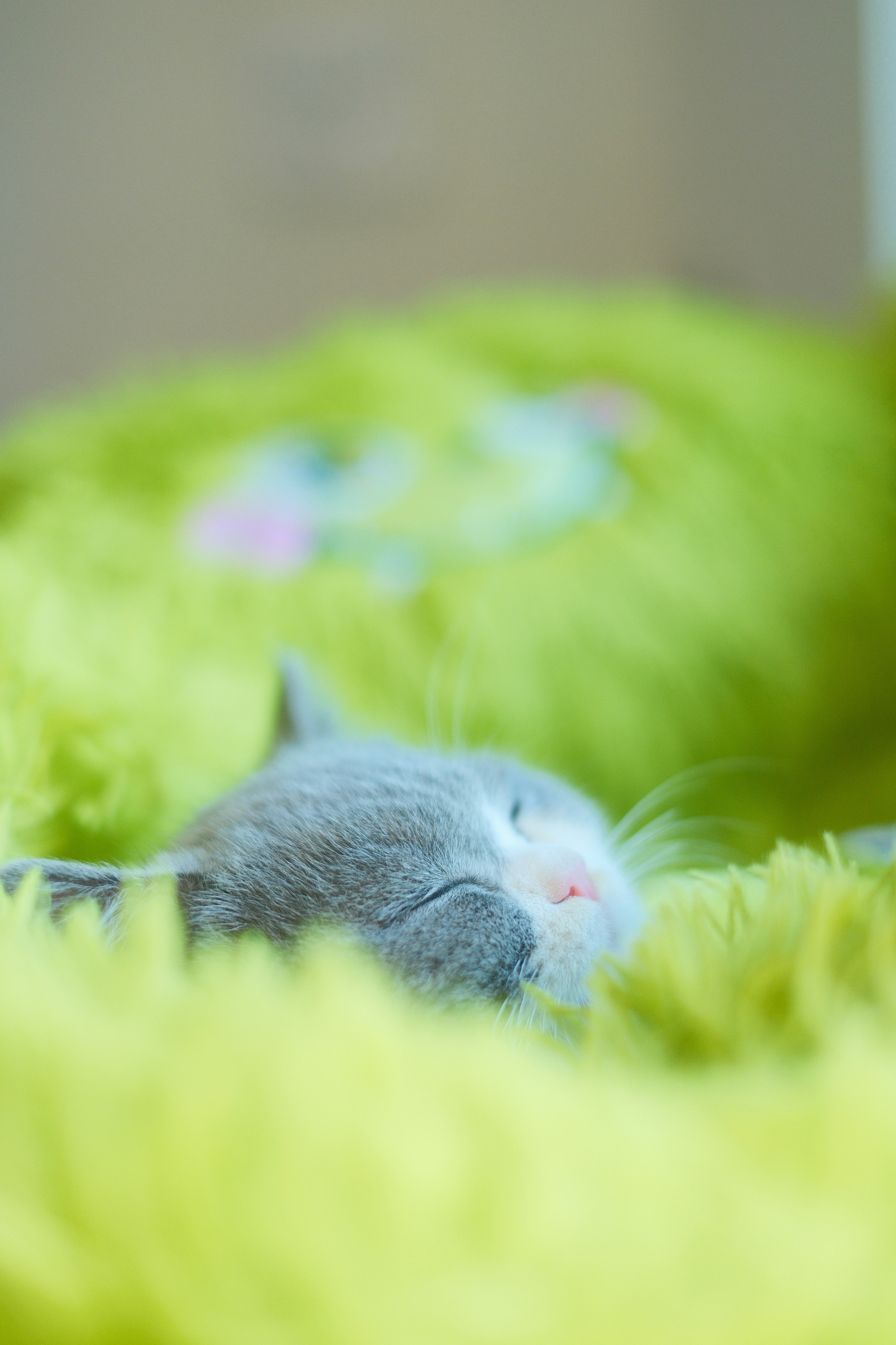 Sleeping grey cat on a soft green blanket.