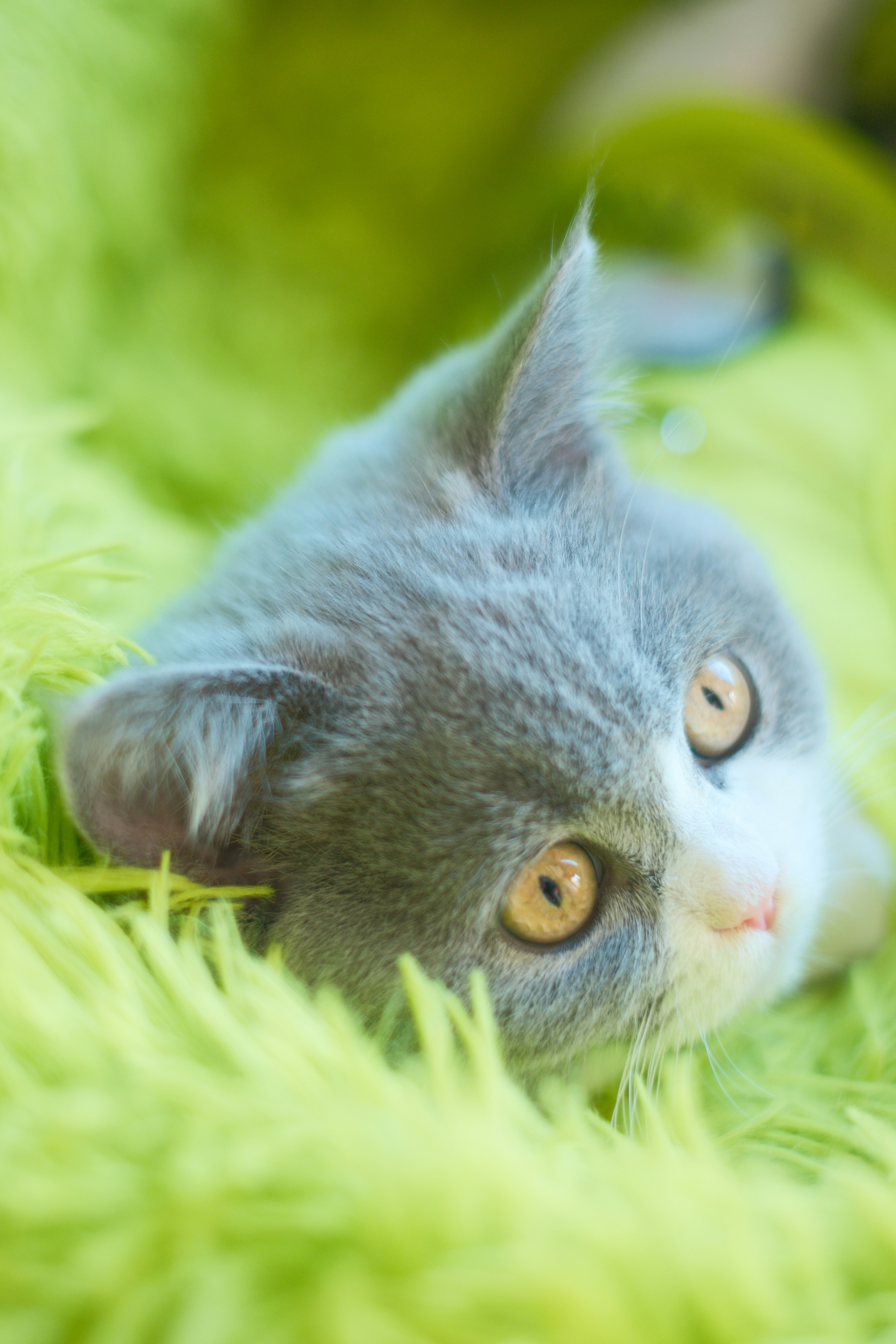 Grey and white kitten with orange eyes on green blanket.