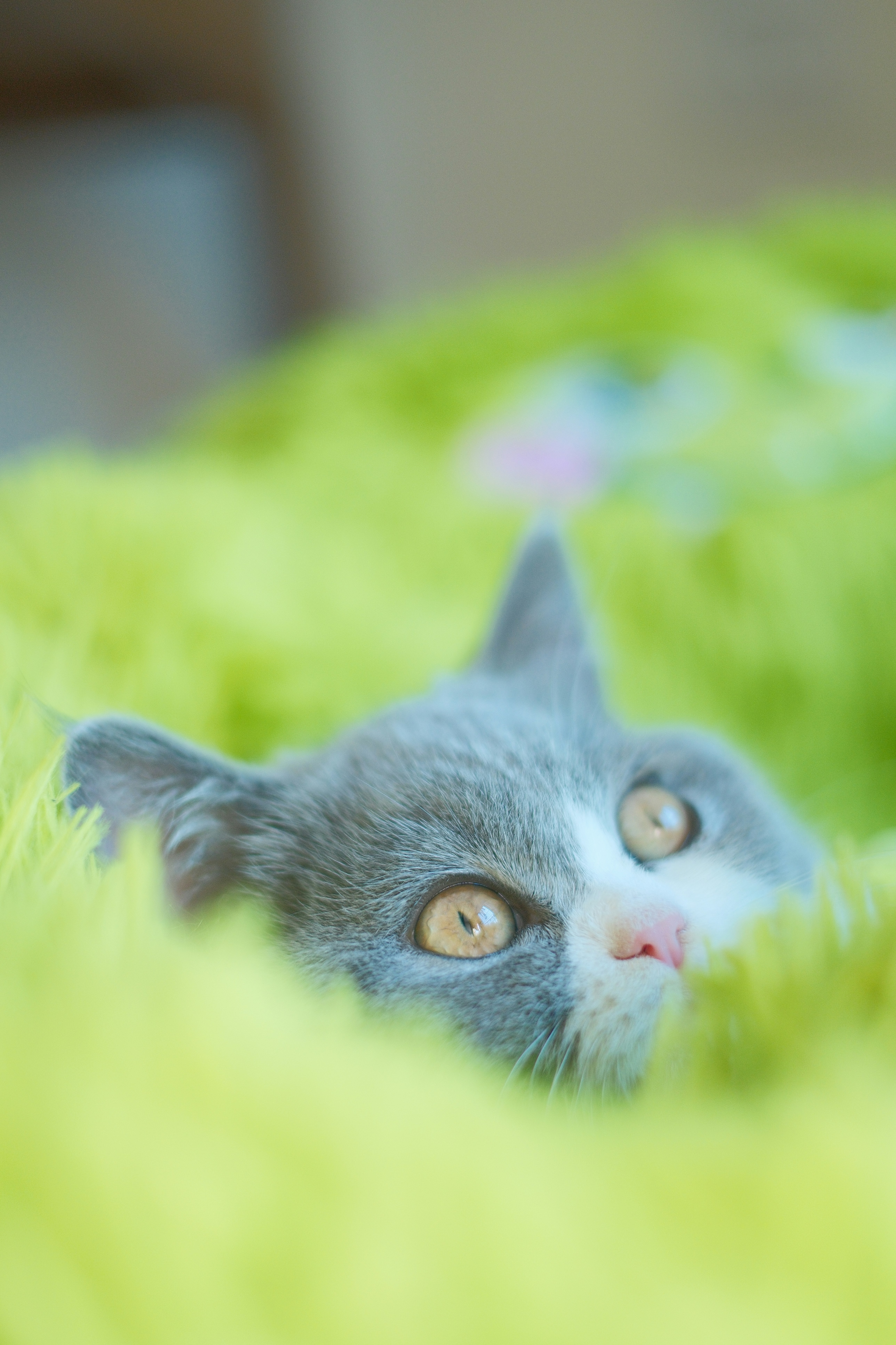 Grey and white kitten hiding in a vibrant green blanket.