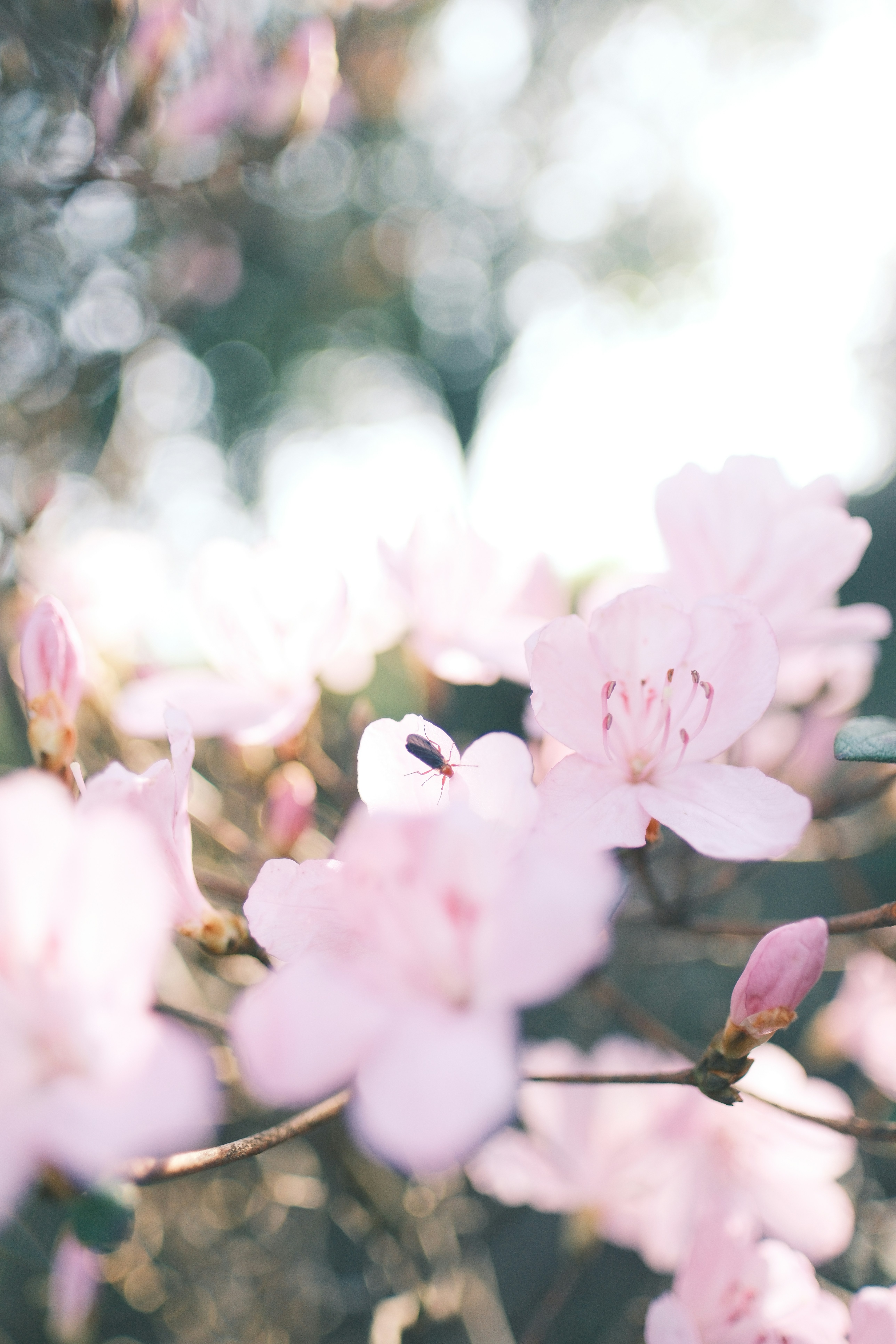 Delicate pink flowers blooming on a branch with soft bokeh.